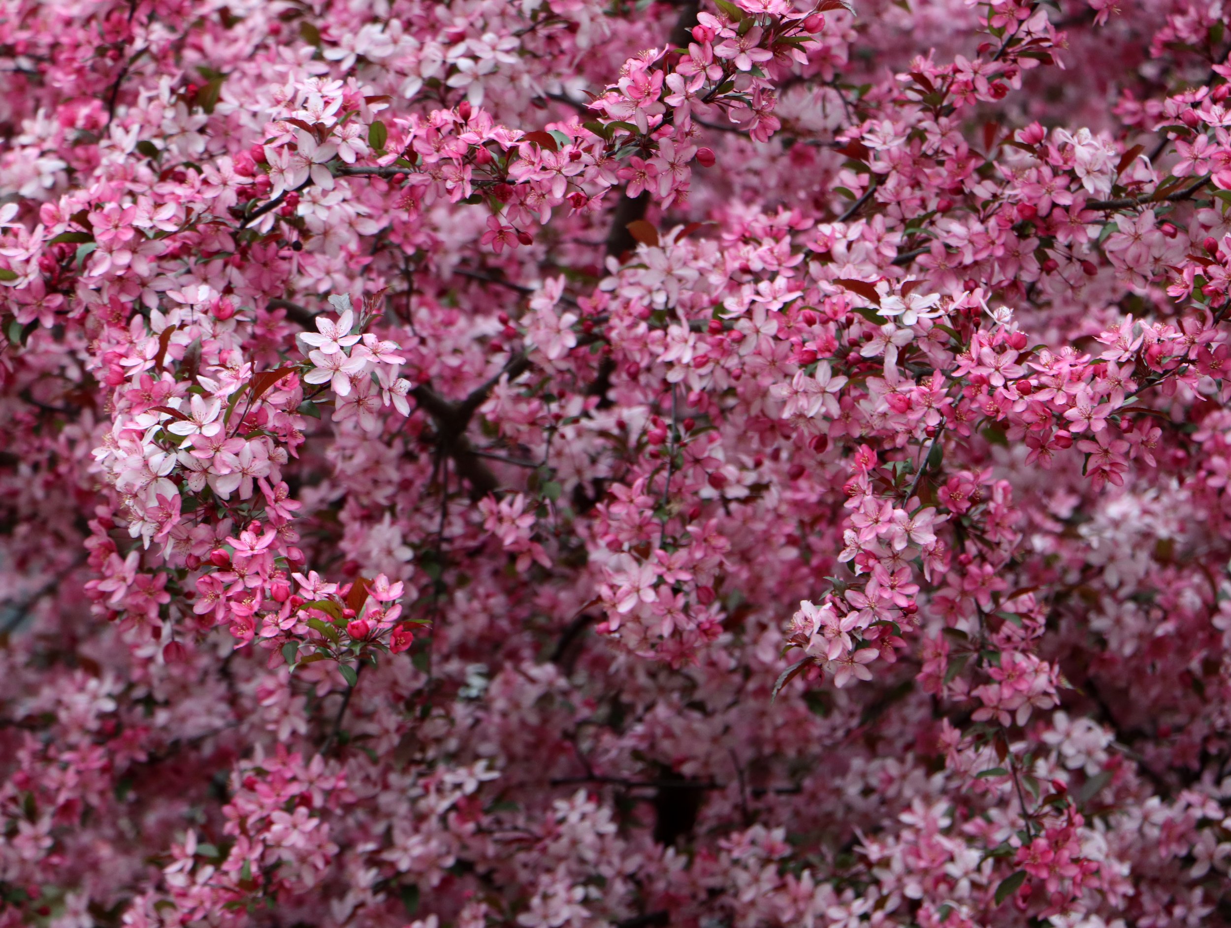 Spring blooming crabapple tree