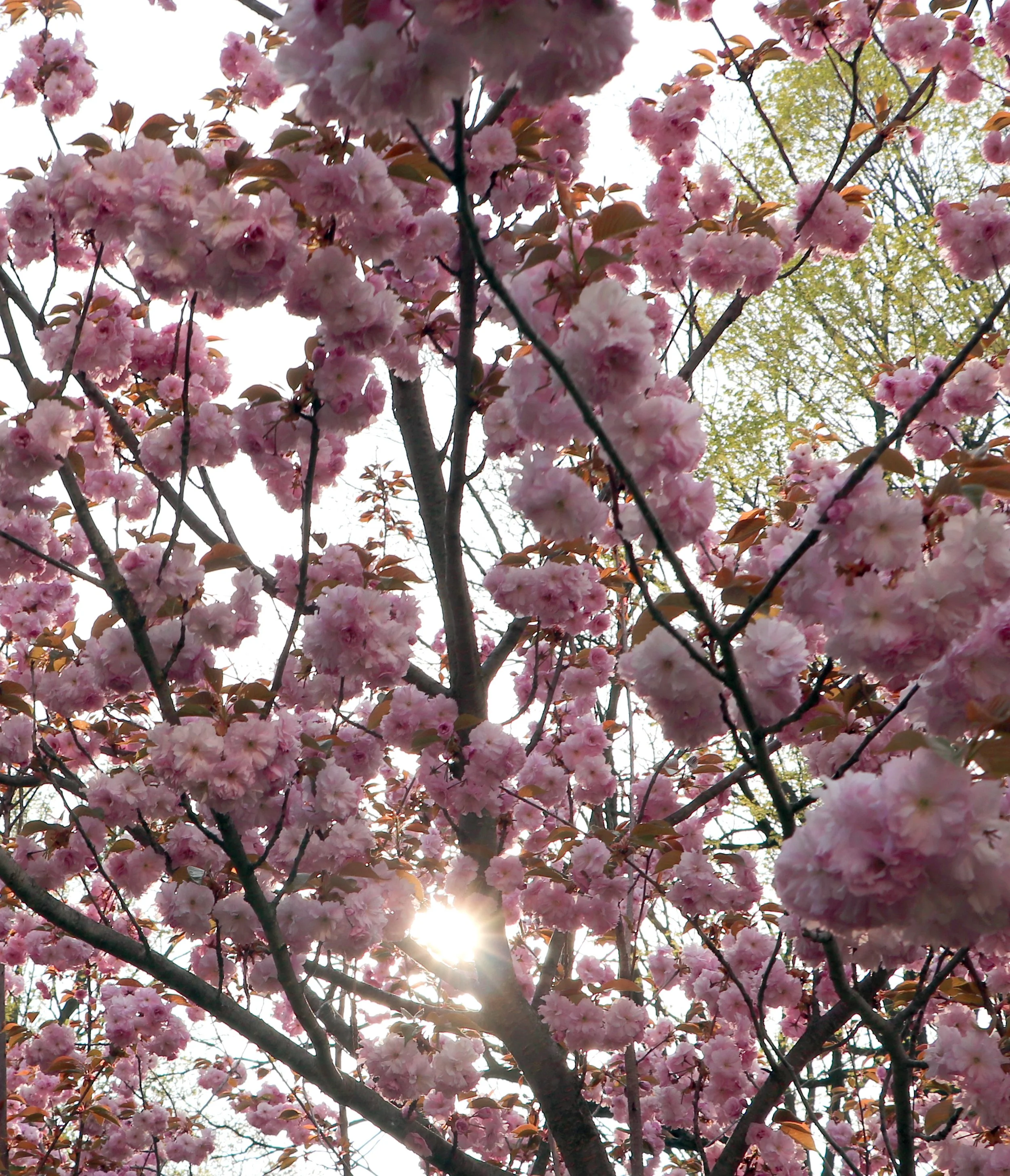 "Earth Day is a reminder that we are not separate from nature; we are interwoven threads in the vibrant tapestry of Gaia's embrace."