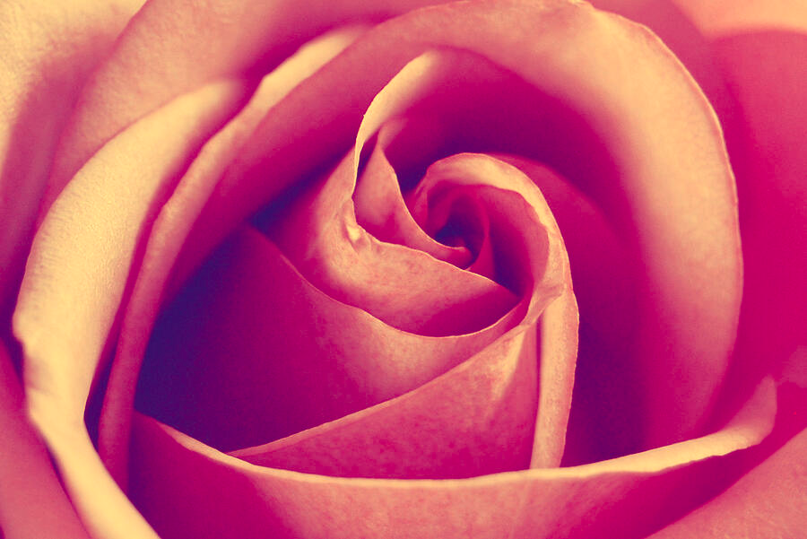 Pink Rose
