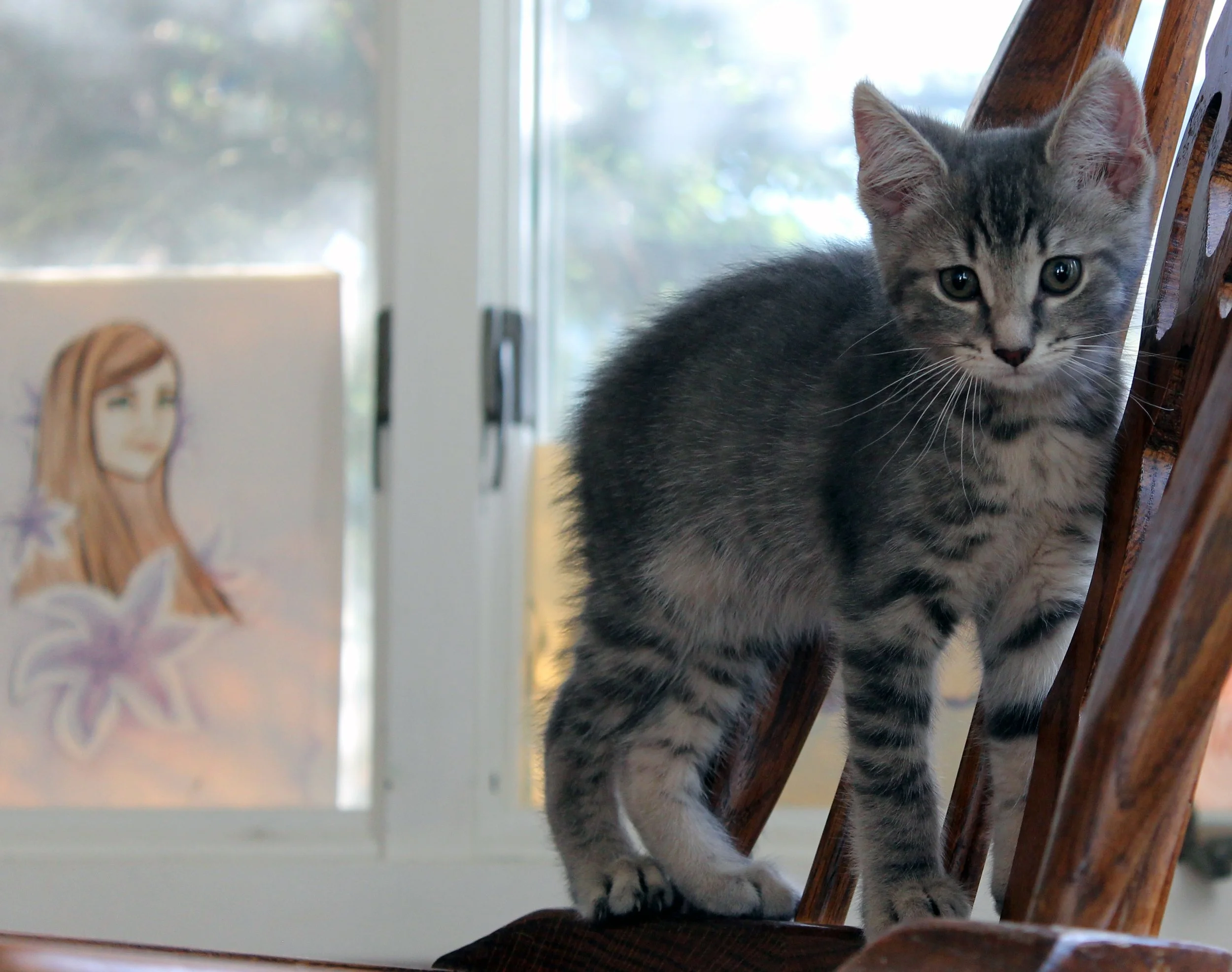 Gray tabby kitten standing on a wooden chair near a window, with a blurred drawing of a woman in the background.