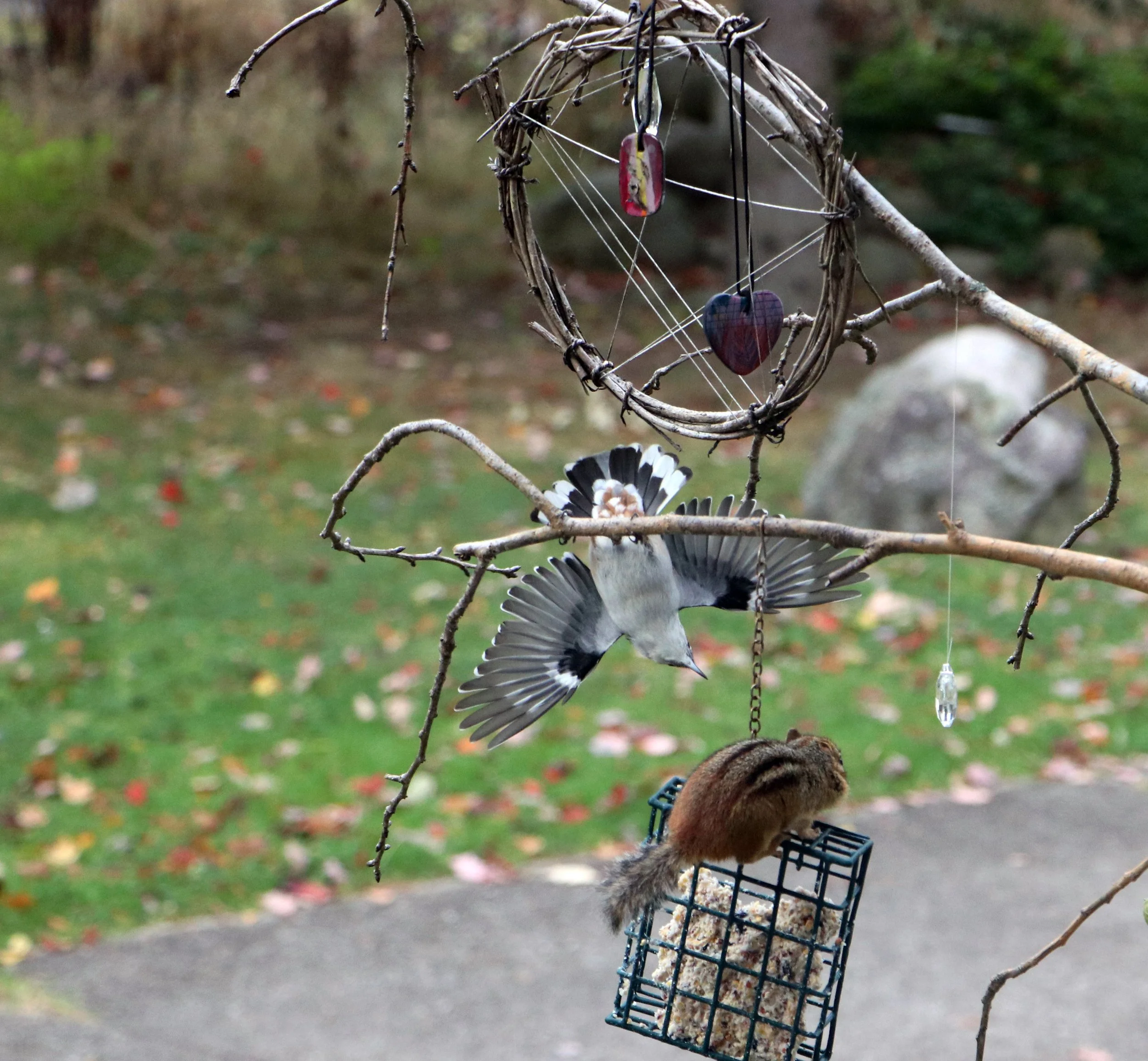 Chipmunk and Nuthatch