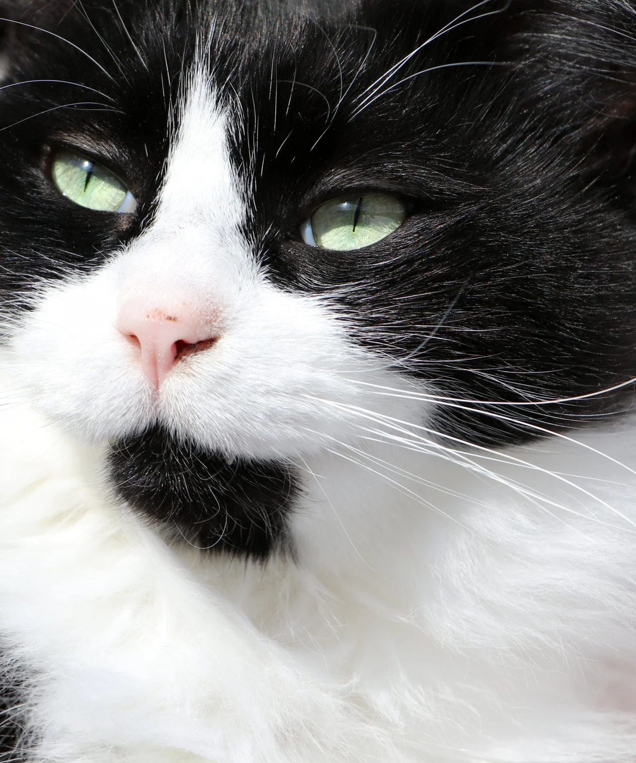 Close-up of a black and white cat's face with green eyes and pink nose.