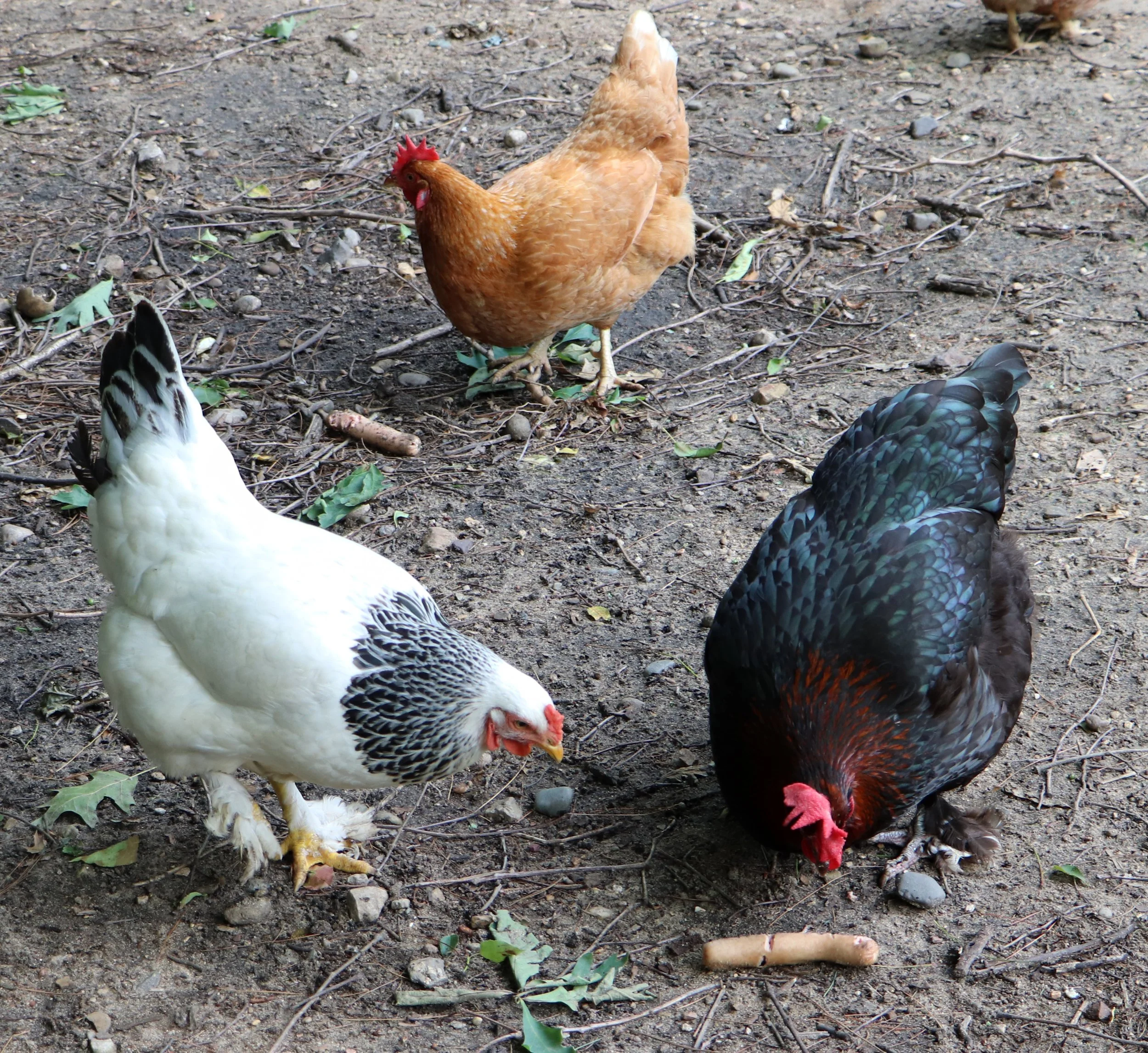 Easter Egger or Ameraucana