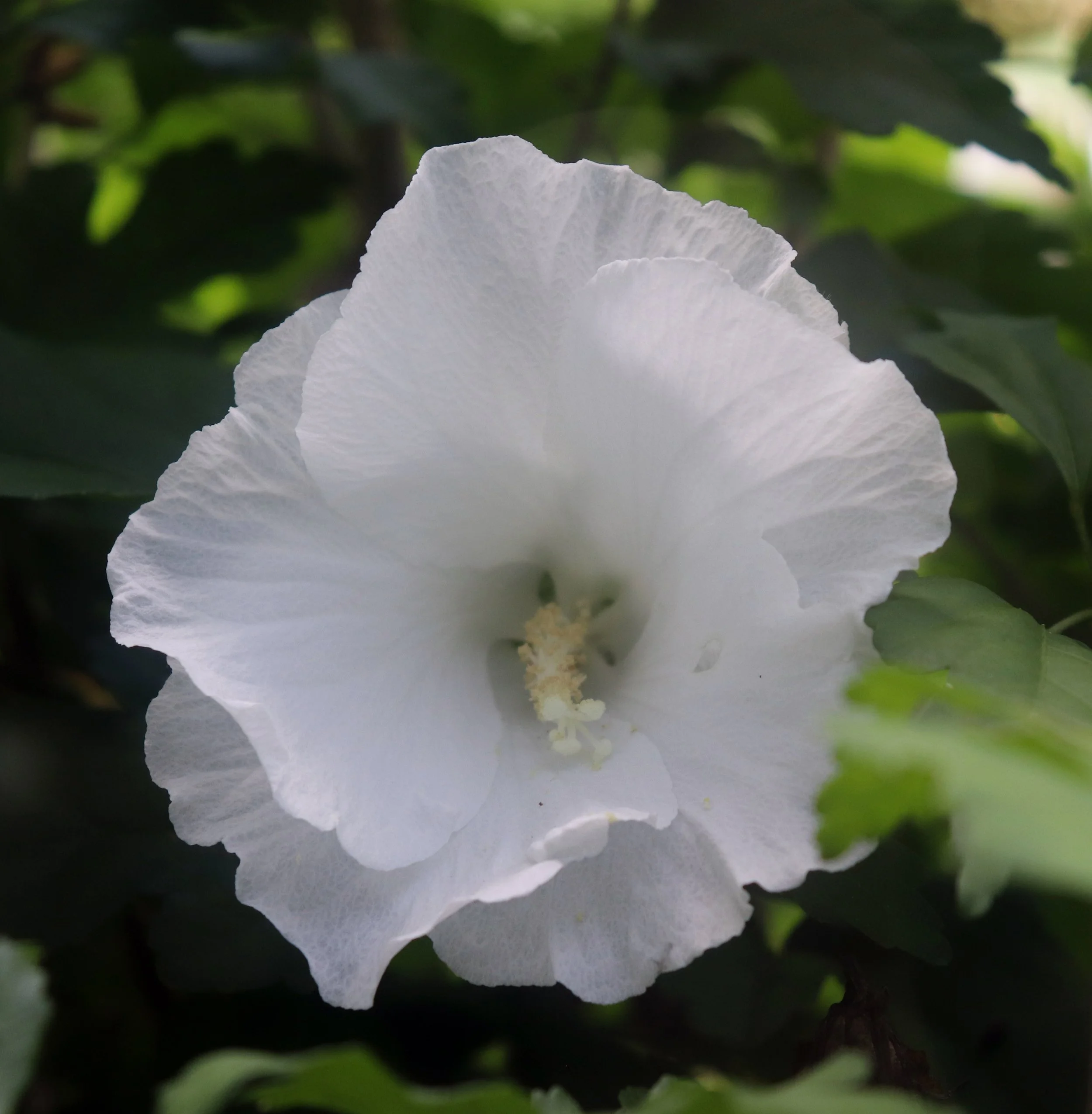 Close-up of a white flower  rose of sharon  with crinkled petals surrounded by green leaves.