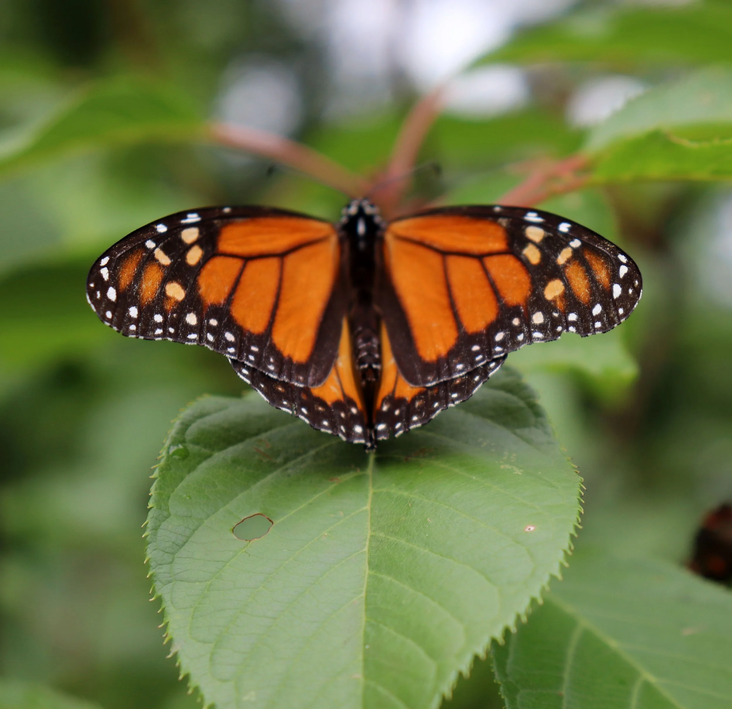 Michigan's butterflies, as if straight from the pages of a whimsical children's book, cast spells with their whimsical wings, turning meadows into enchanted wonderlands where every petal holds a secret.