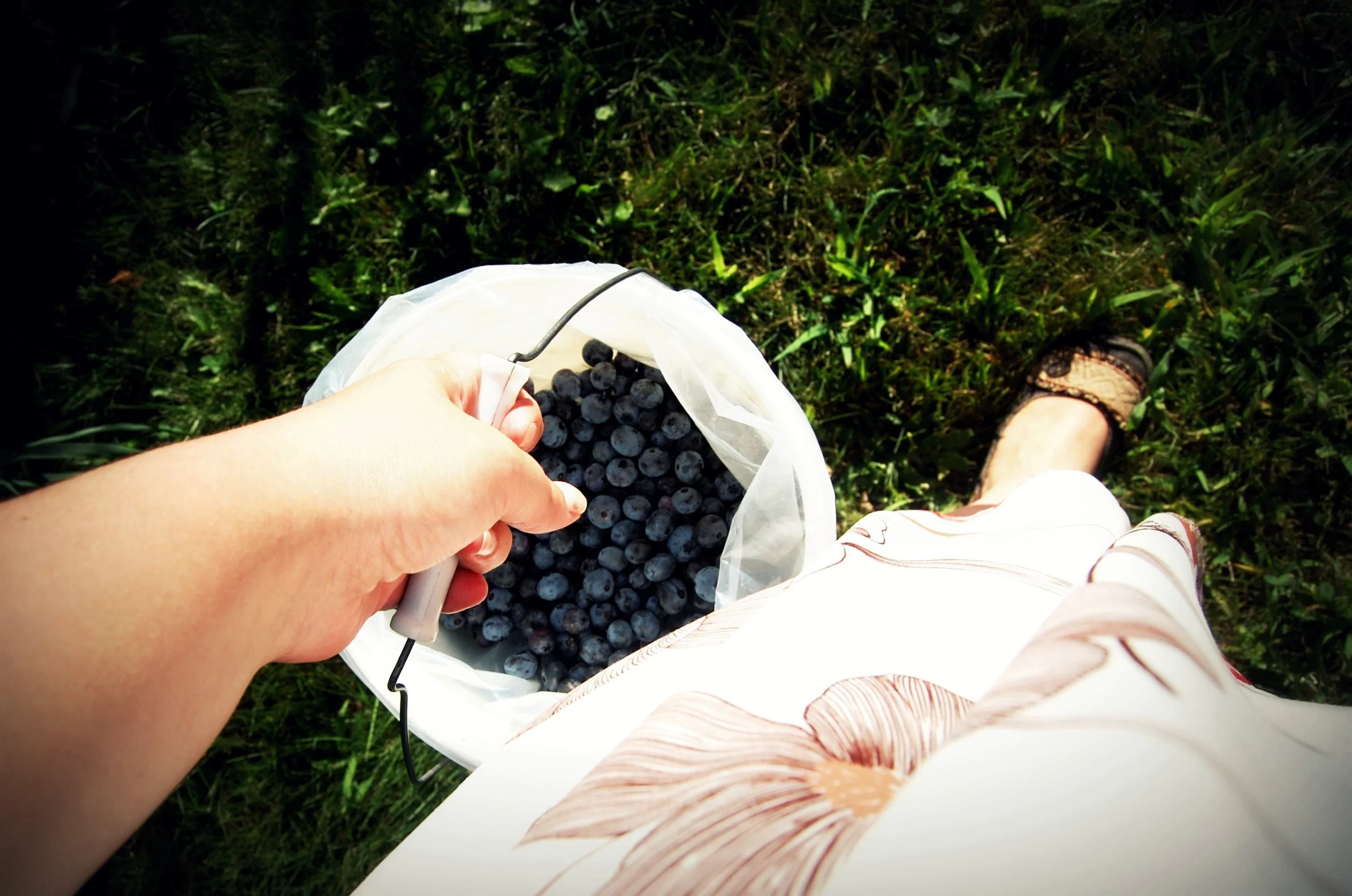 picking Blueberries