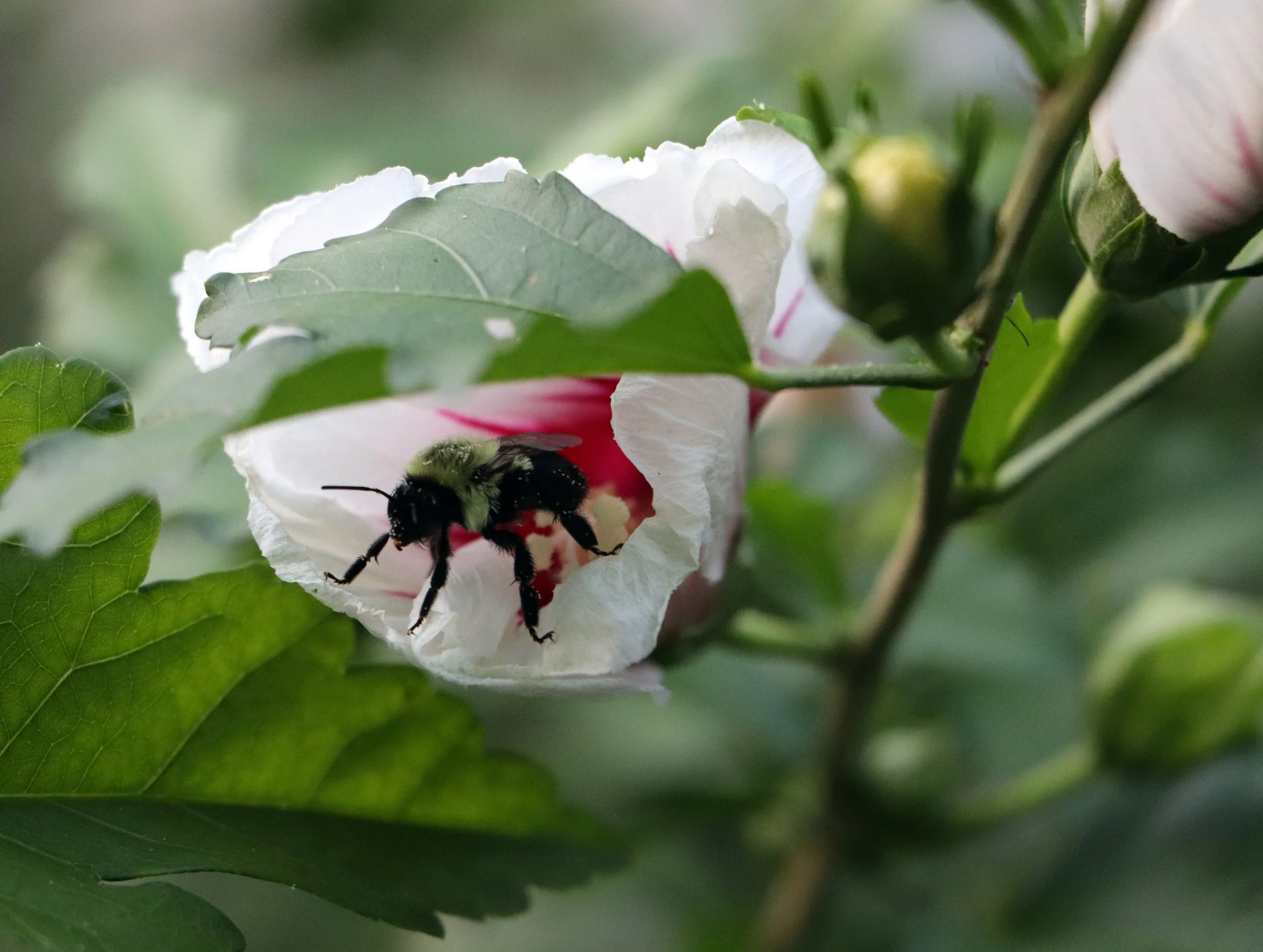 Bee in hibiscus