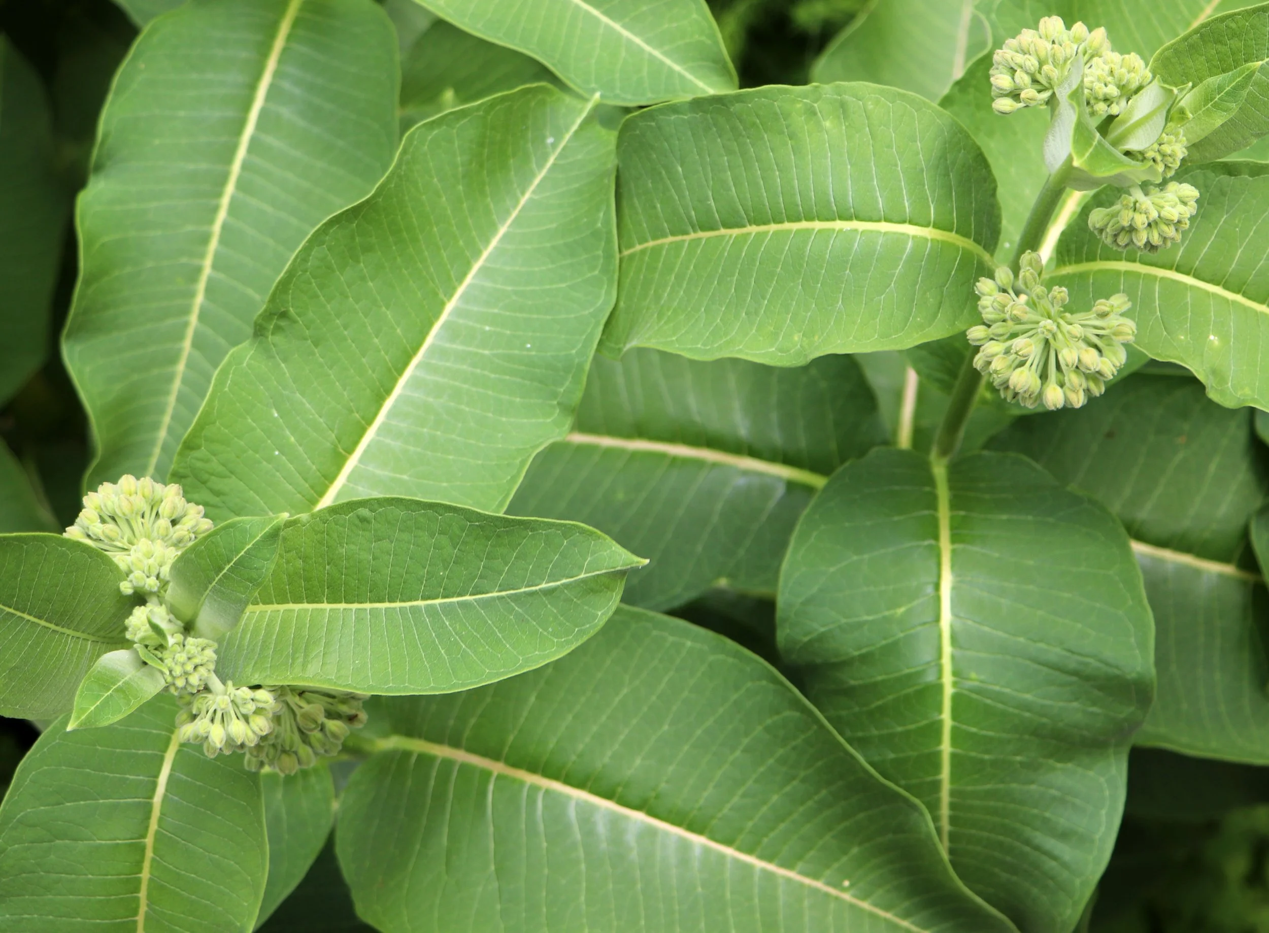 Milkweed