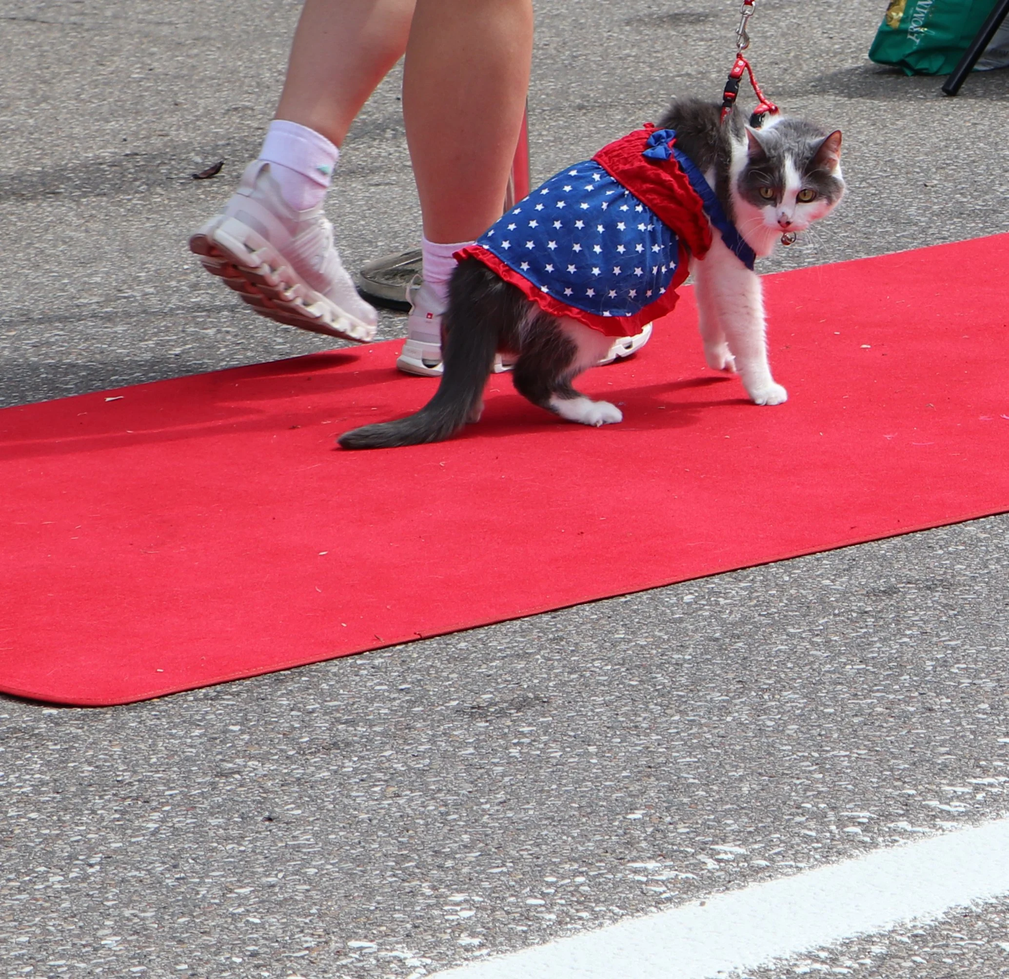 A cat wearing a red, blue, and white patriotic costume with stars, standing on a red carpet on a concrete surface. Part of a person's legs and feet are visible, wearing white shoes and white socks. There are some objects, including a green bag and a 