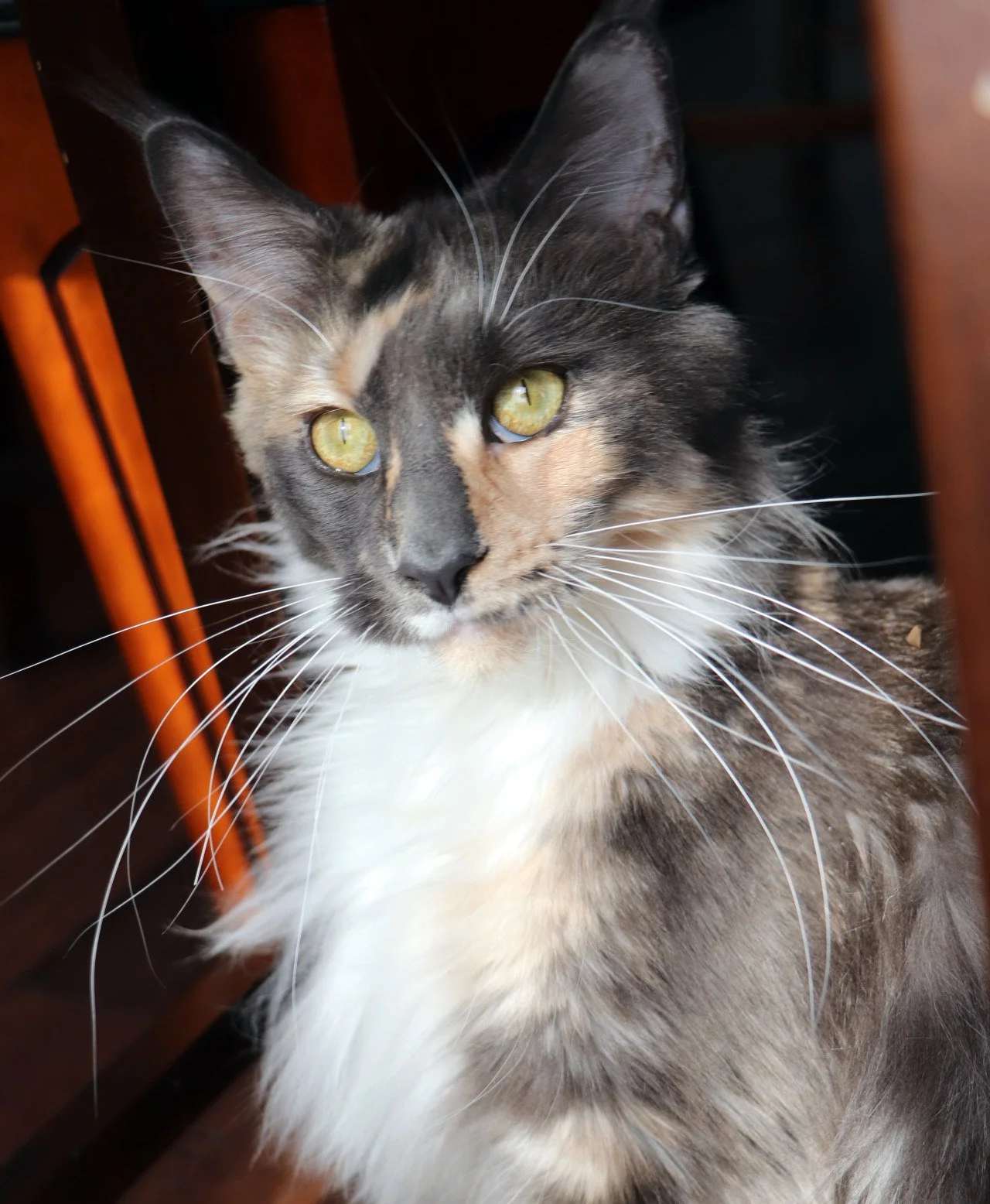 The majestic Maine Coon cat, with its tufted ears and bushy tail, made for the perfect witchy familiar in the mystical forest.