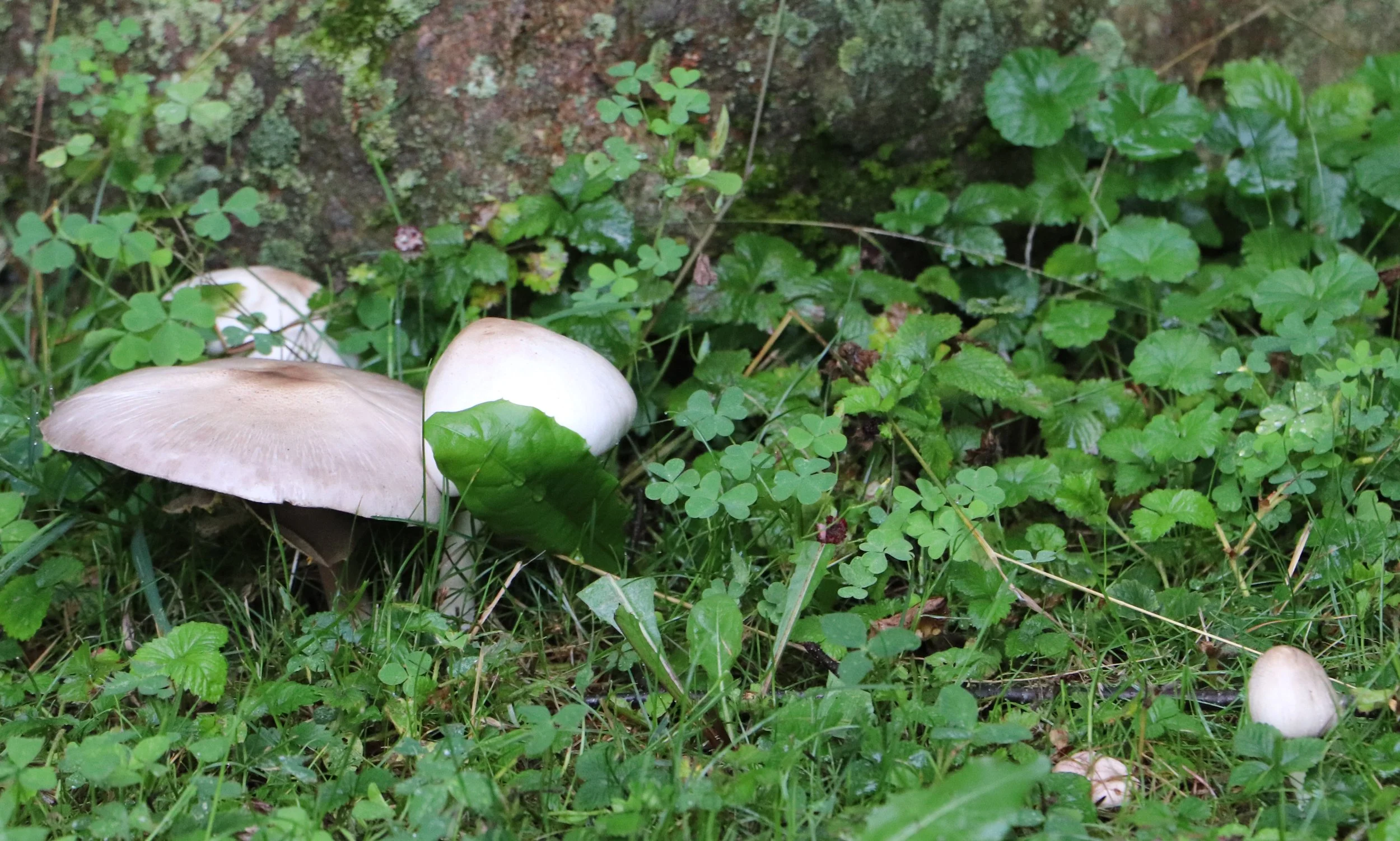 Mushroom foraging is a magical journey into the world of fungi, where nature’s treasures hide beneath forest canopies. From golden chanterelles to earthy morels, each fungus tells a story of growth and connection. Foraging fosters a deeper bond with 