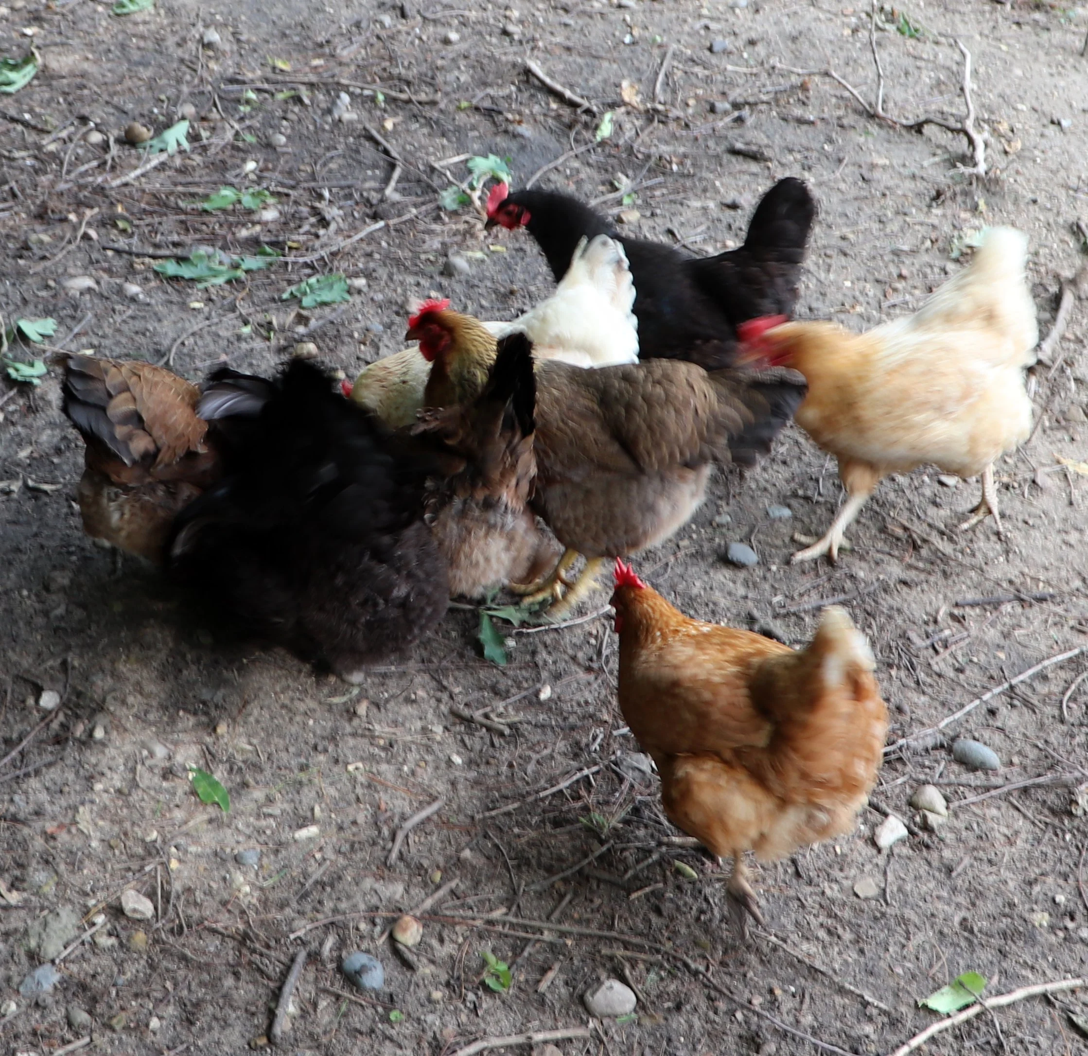 Rhode Island Red or Production Red