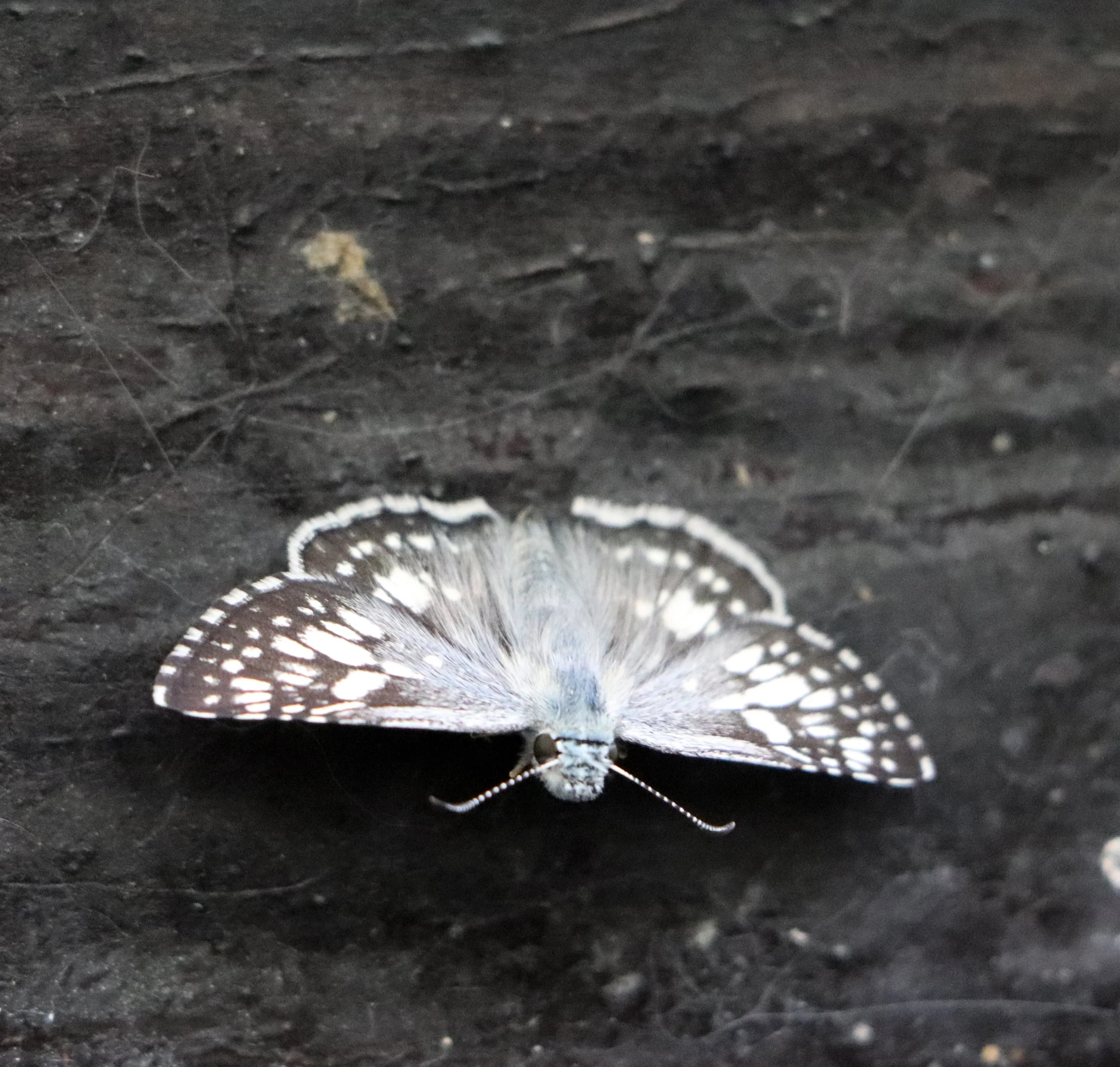 Amidst Michigan's meadows, butterflies are the resident jesters, their fluttering antics a daily dose of laughter in the quiet theater of the outdoors.