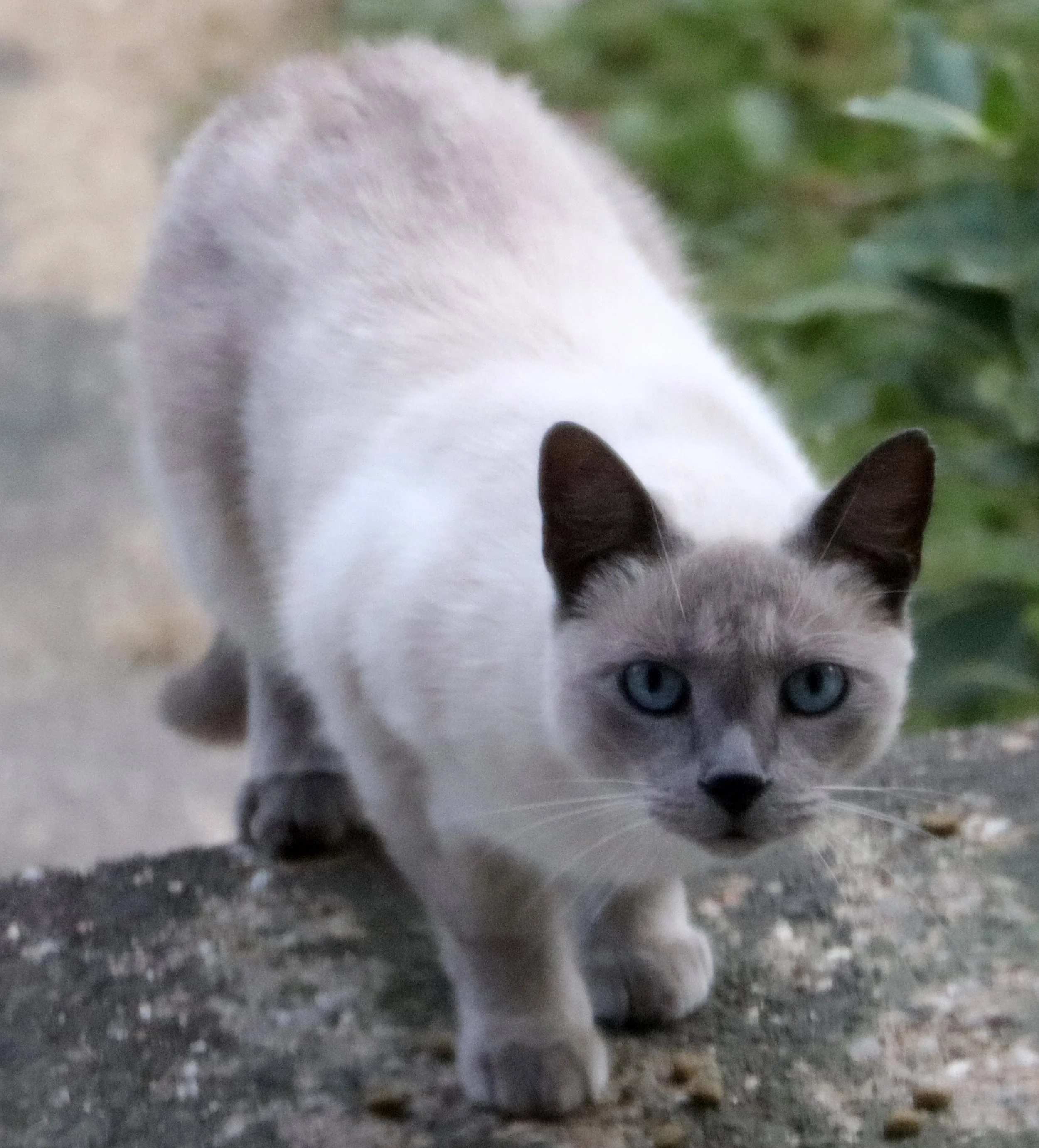 Siamese Cat