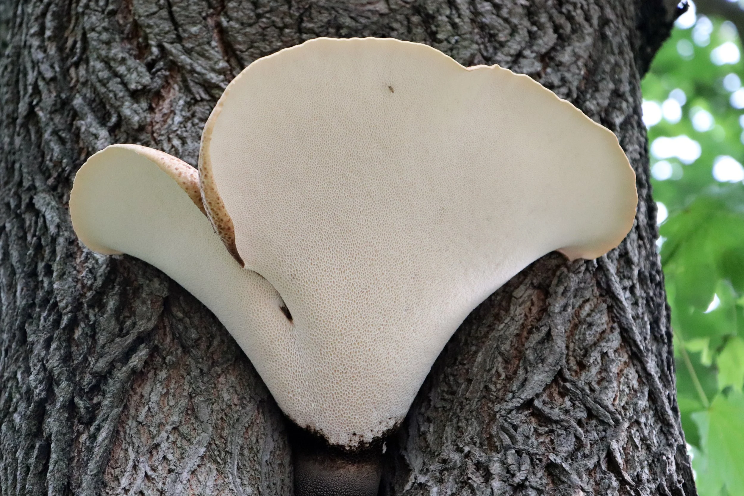 The Dryad’s Saddle, a captivating mushroom, is a fungus steeped in natural wonder and folklore. Found growing on decaying hardwoods, it’s also known as Polyporus squamosus, recognized for its large, saddle-shaped cap and intricate brown scales. This 
