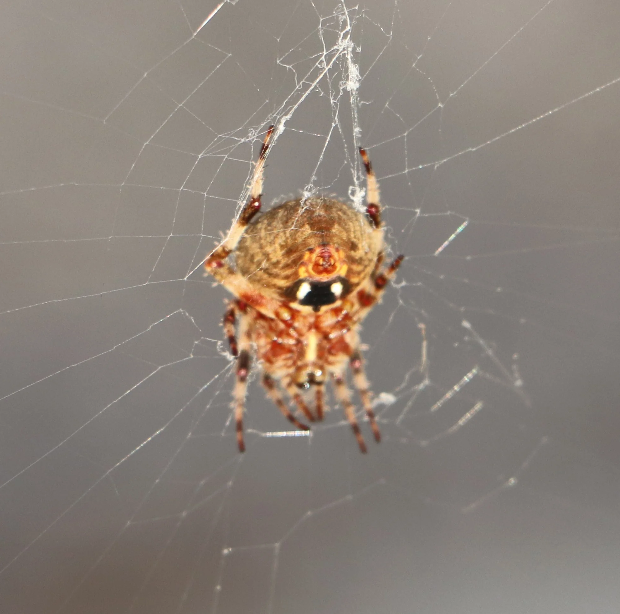 Spotted Orb Weaver