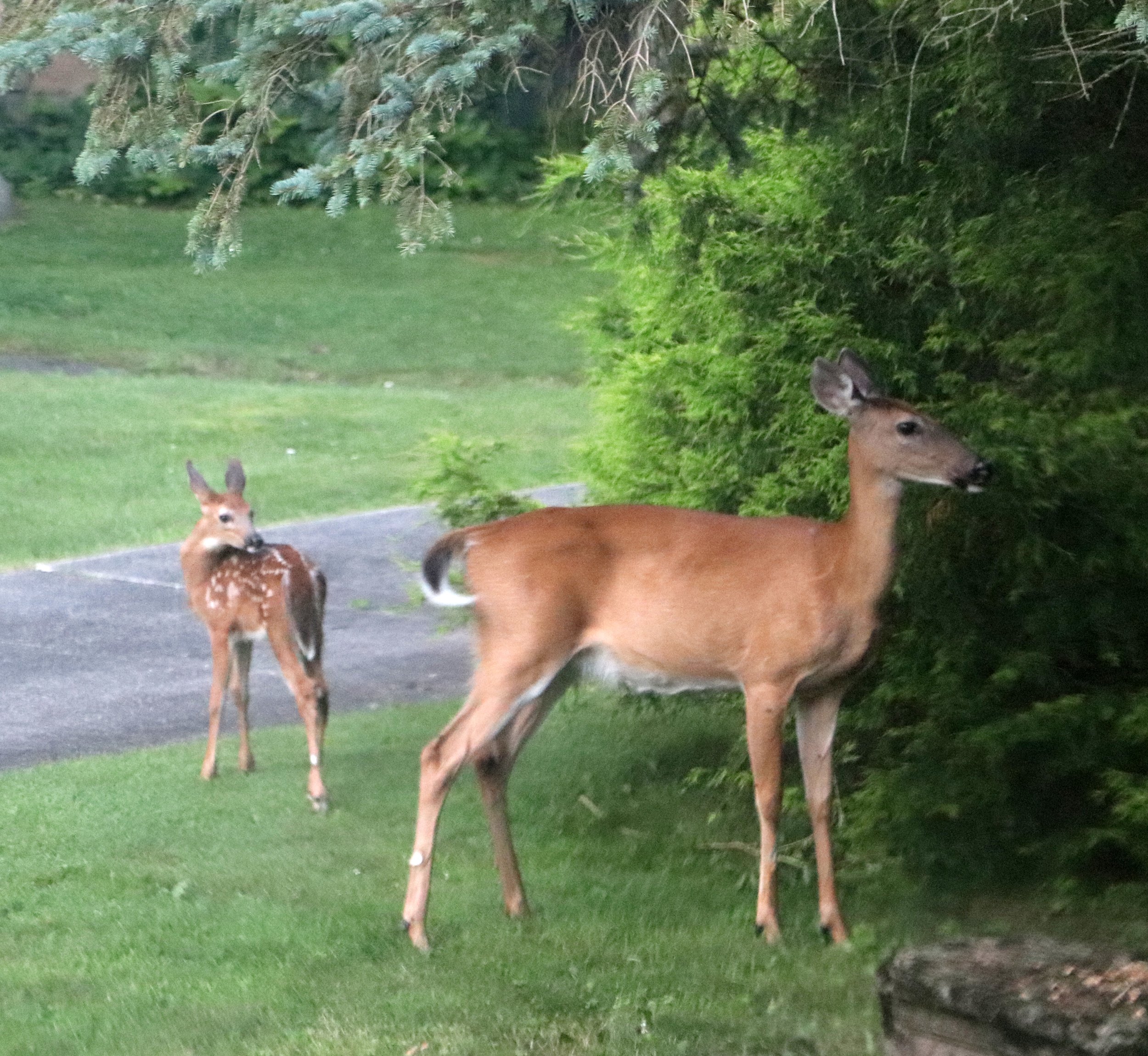Doe and Fawn in Marshall Michigan