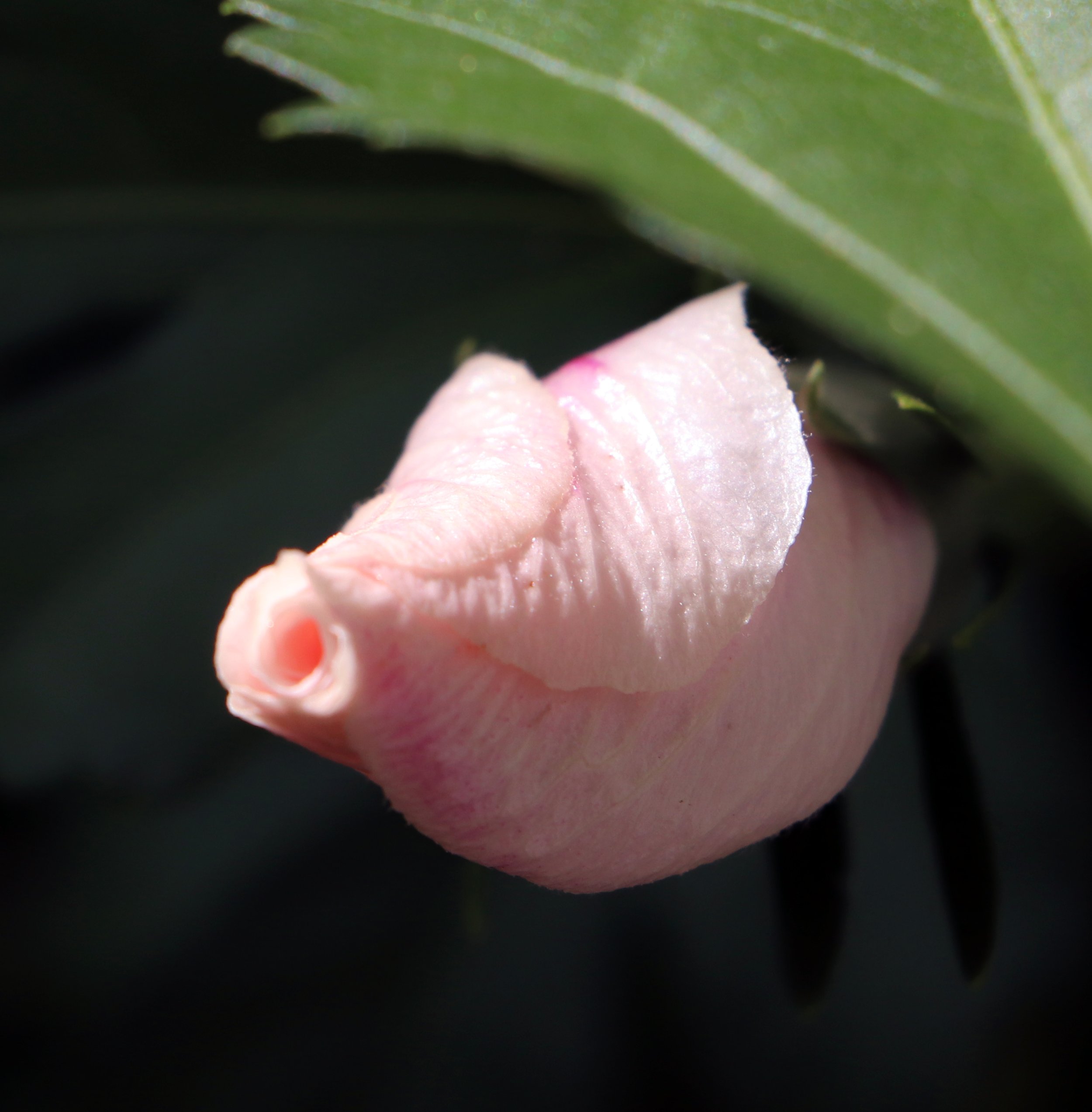 Close-up of a closed rose of sharon 