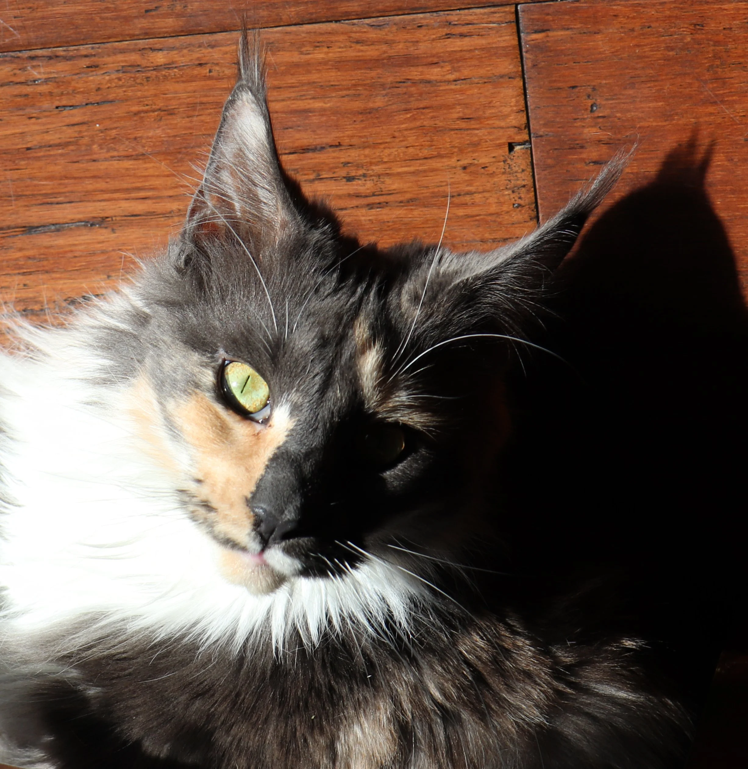Dilute calico maine coon cat
