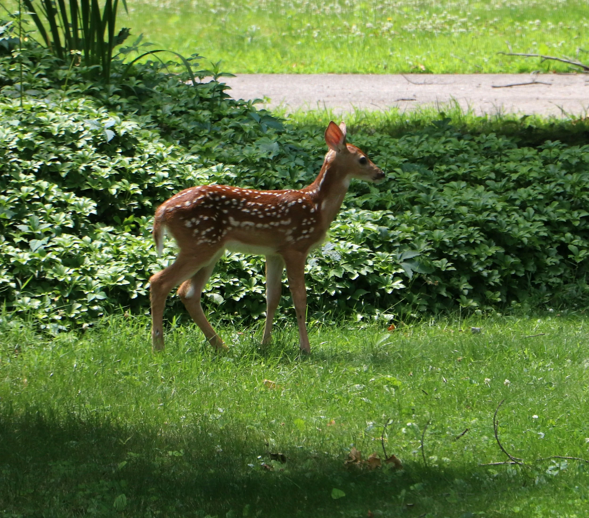 Fawn