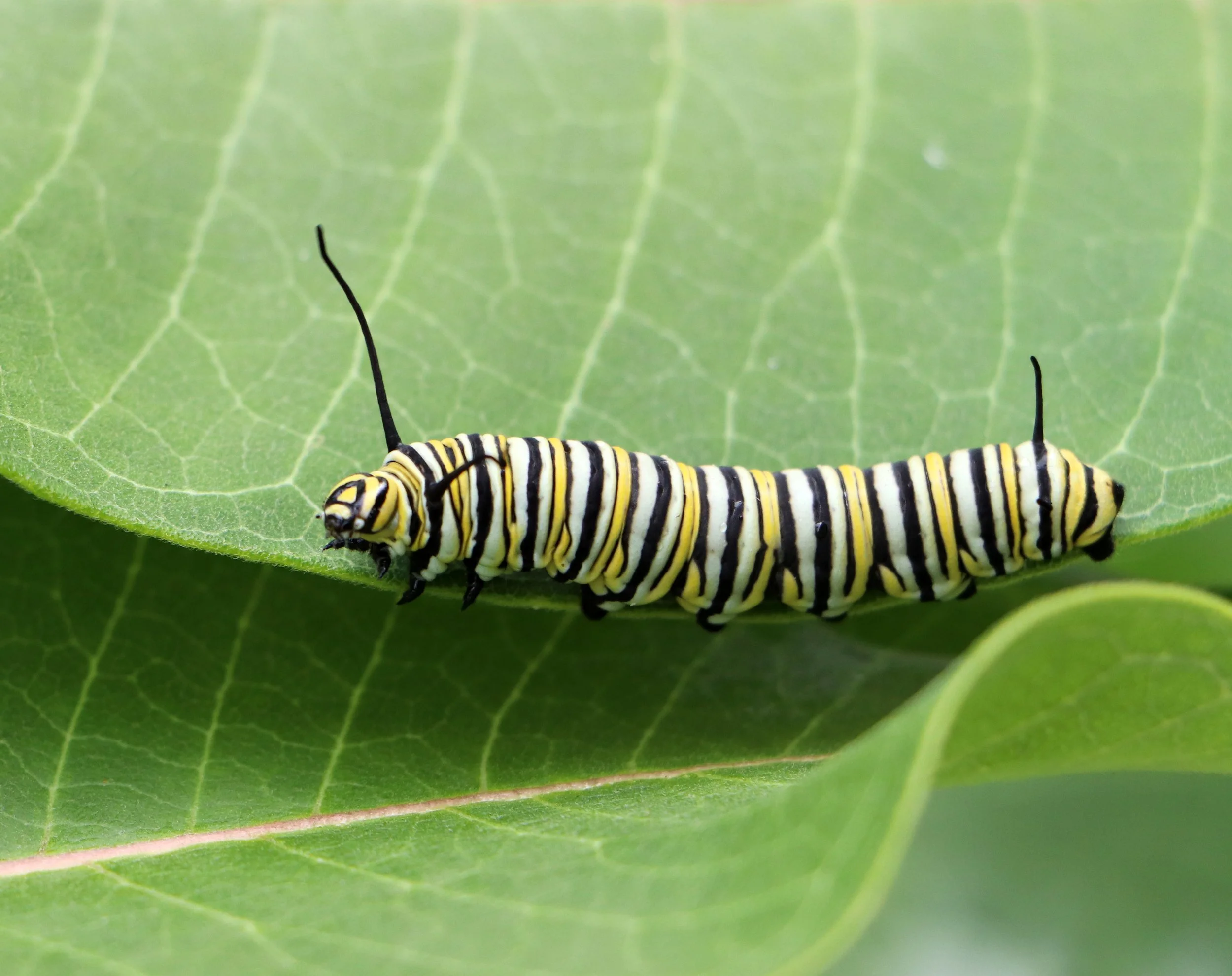 A black and yellow striped caterpillar on a green leaf.