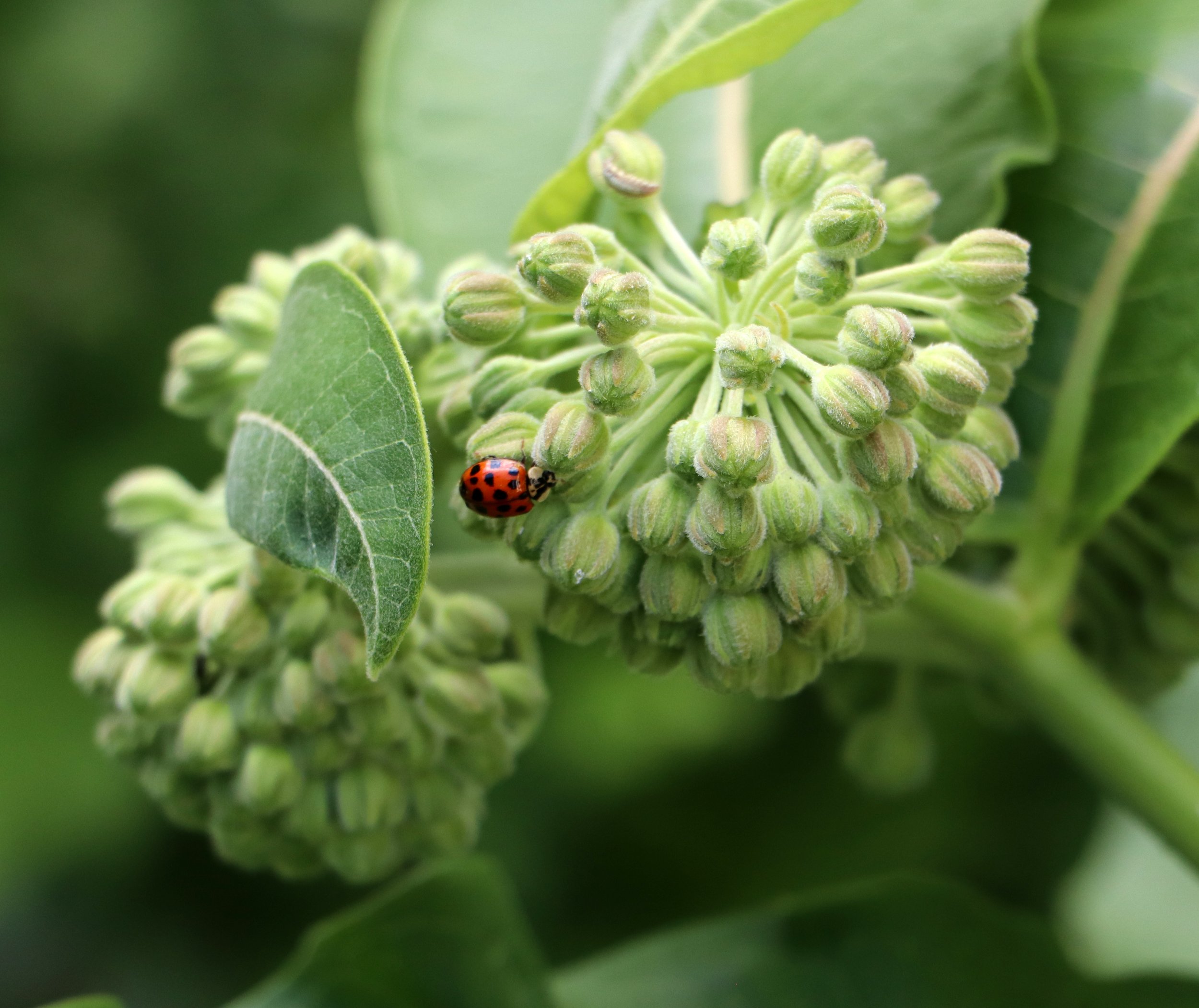 Milkweed