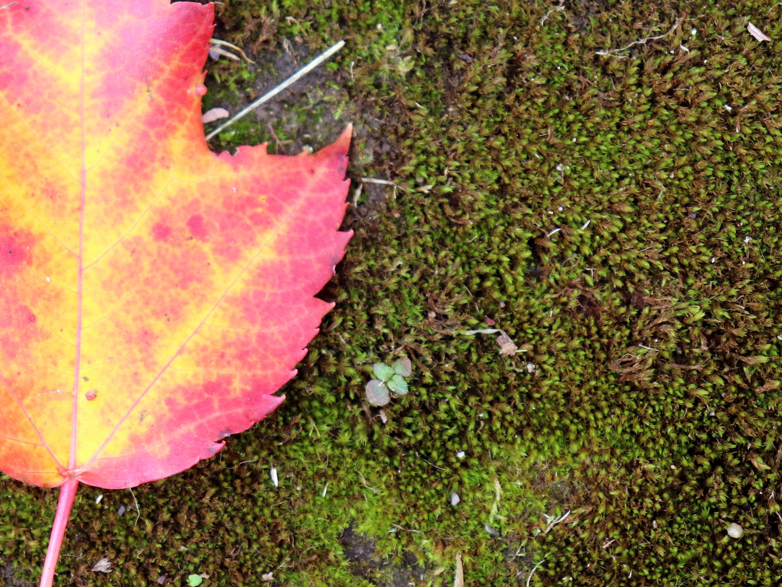 "Michigan's autumn whispers secrets to artists, revealing the intricate patterns and delicate details of fallen leaves, inspiring them to infuse their creations with the subtle wonders of nature."
