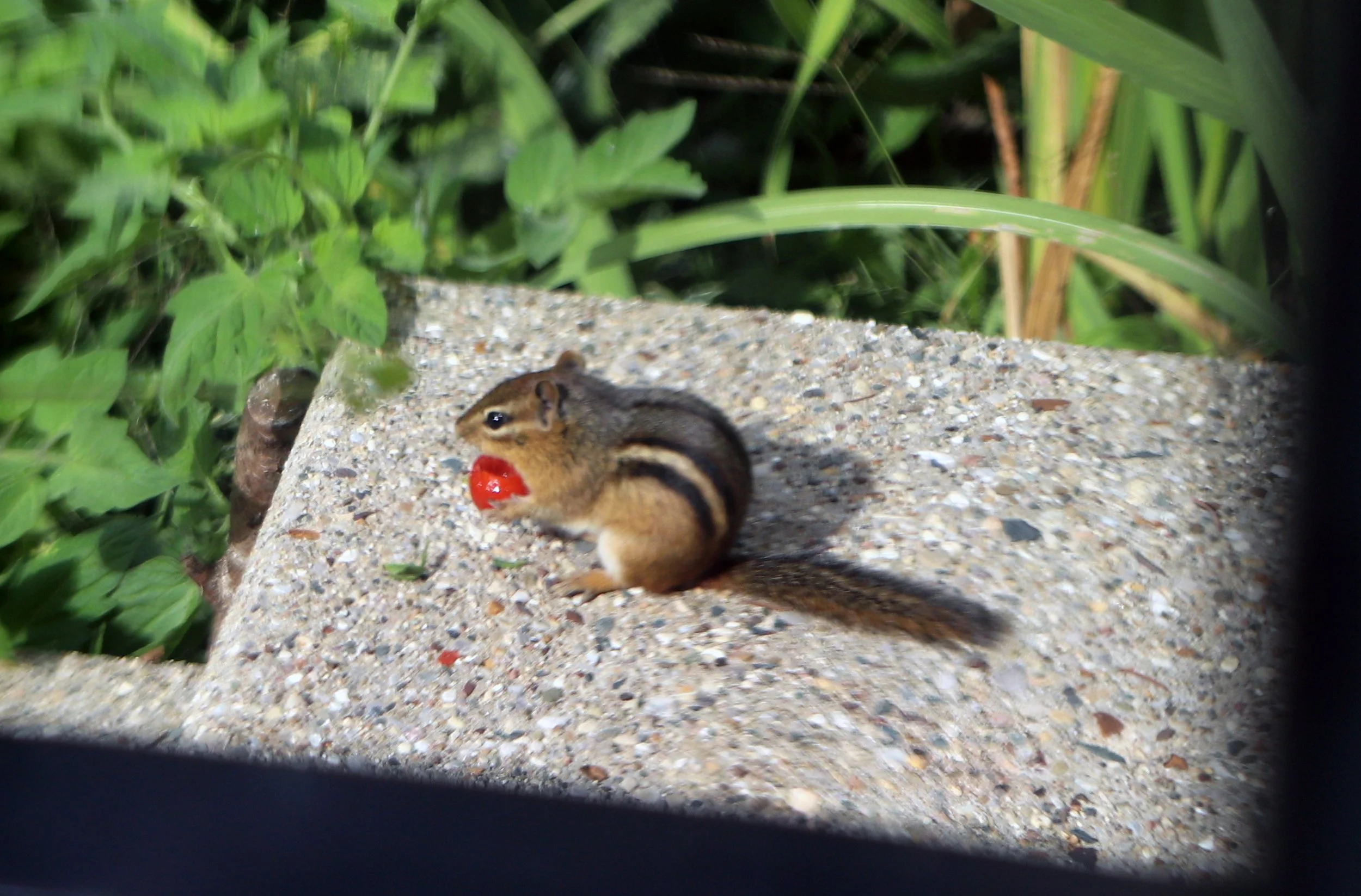 Tomato and chipmunk