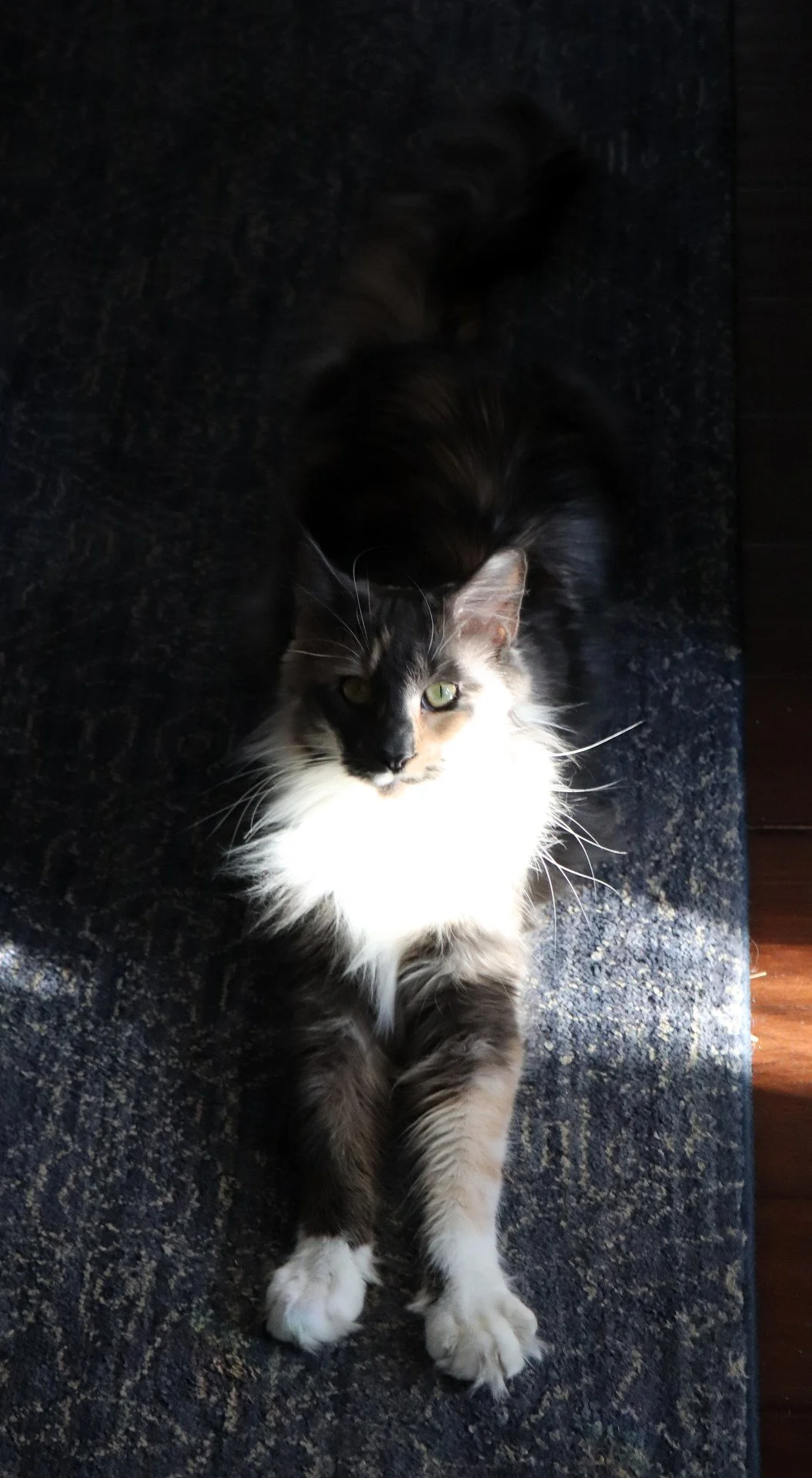 Dilute calico maine coon cat