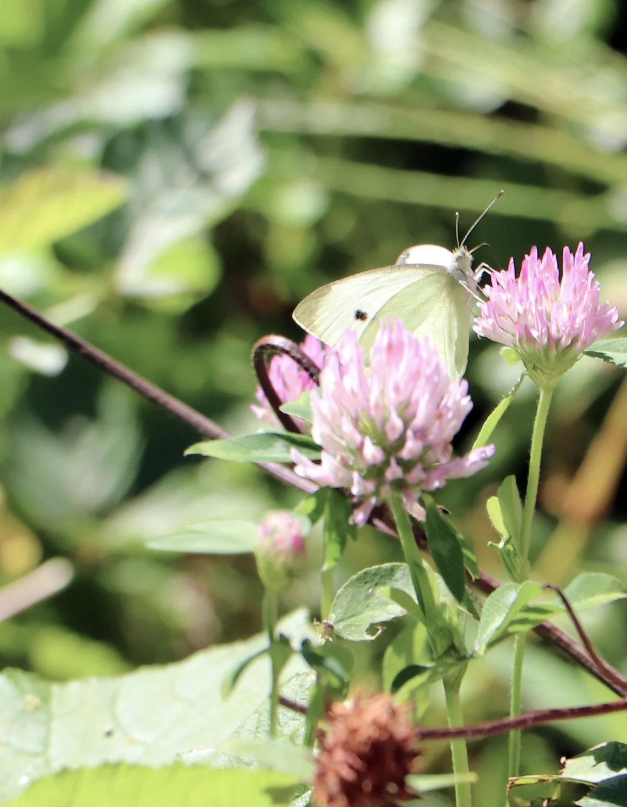 In the enchanted woodlands of Michigan, butterflies flutter like delicate paper kites, their kaleidoscopic hues dancing through the air, a symphony of colors in nature's grand carnival.