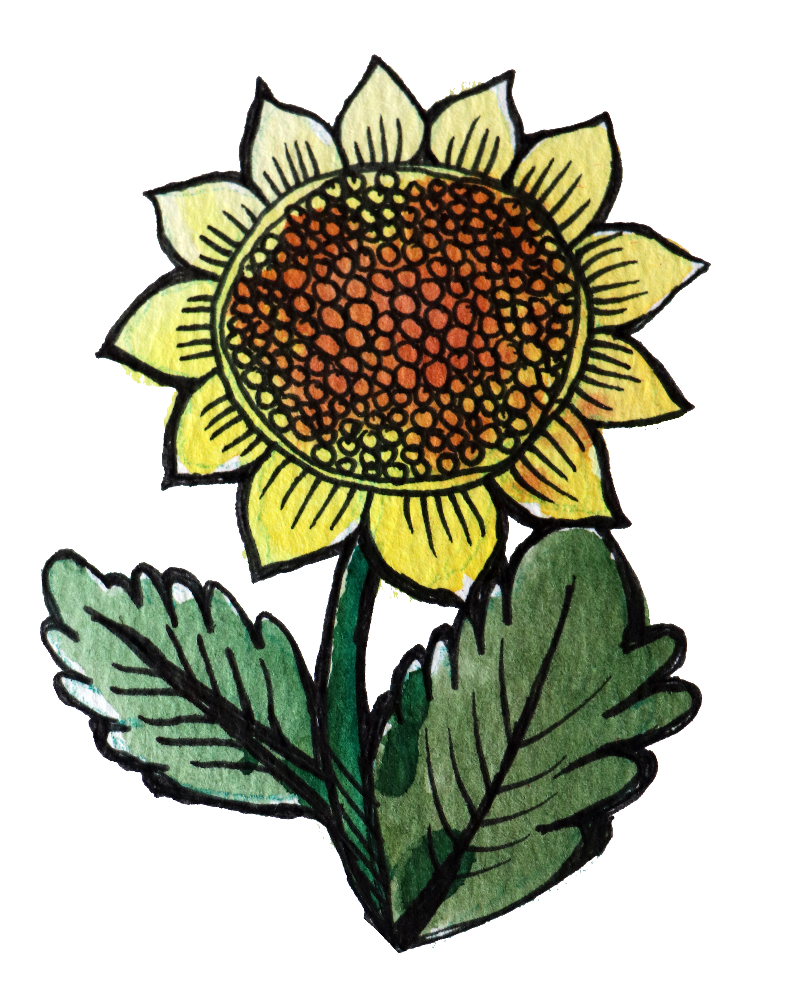 A hand-drawn sunflower with yellow petals, an orange and brown center, surrounded by green leaves.