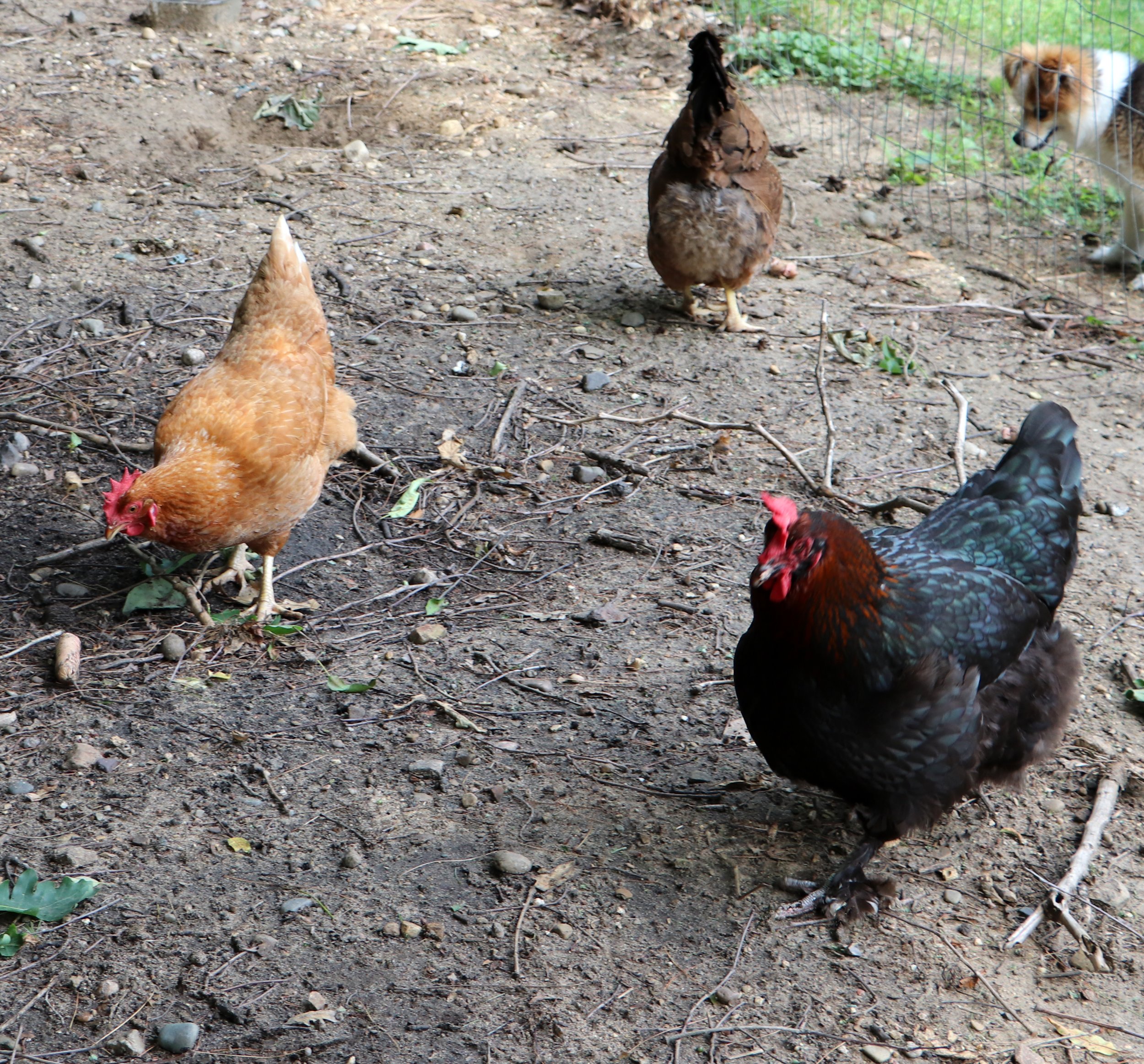 Australorp / Hybrid Mixes