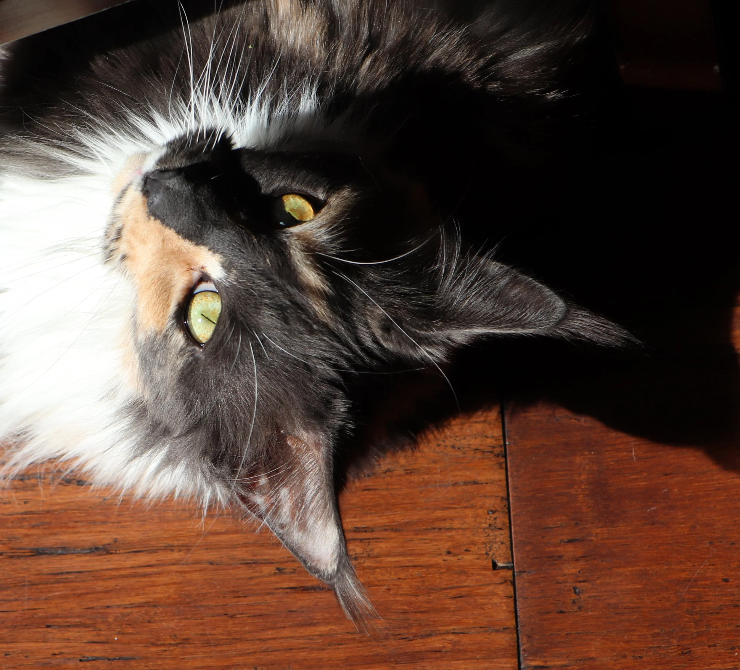 Dilute calico maine coon cat