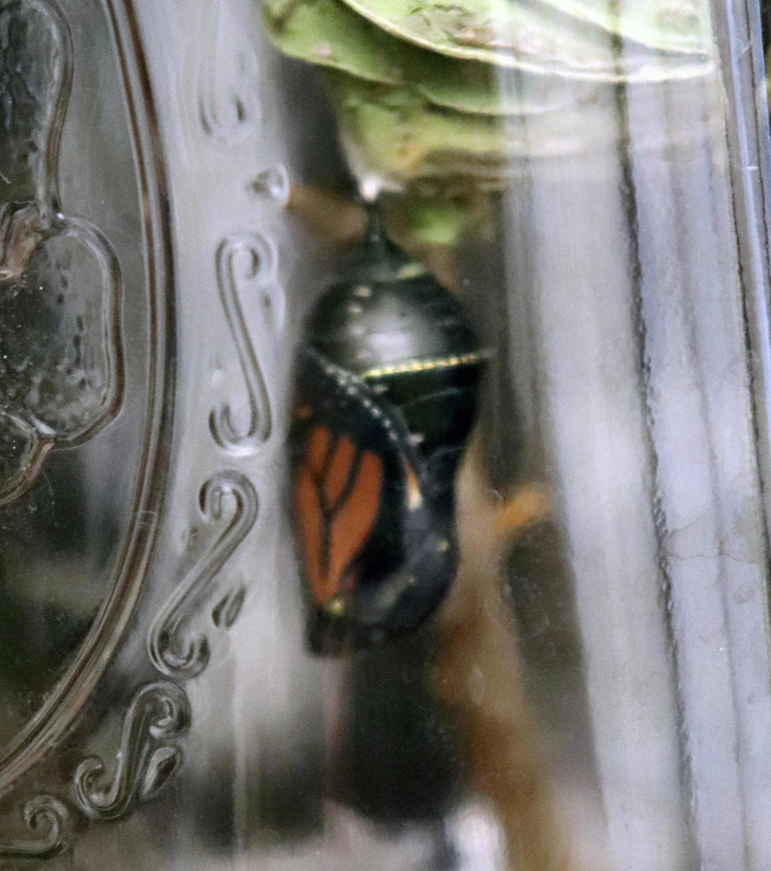 In the whimsical realm of Michigan's flora, butterflies emerge as storytellers, whispering tales of transformation, as they paint the canvas of our world with strokes of iridescent enchantment.