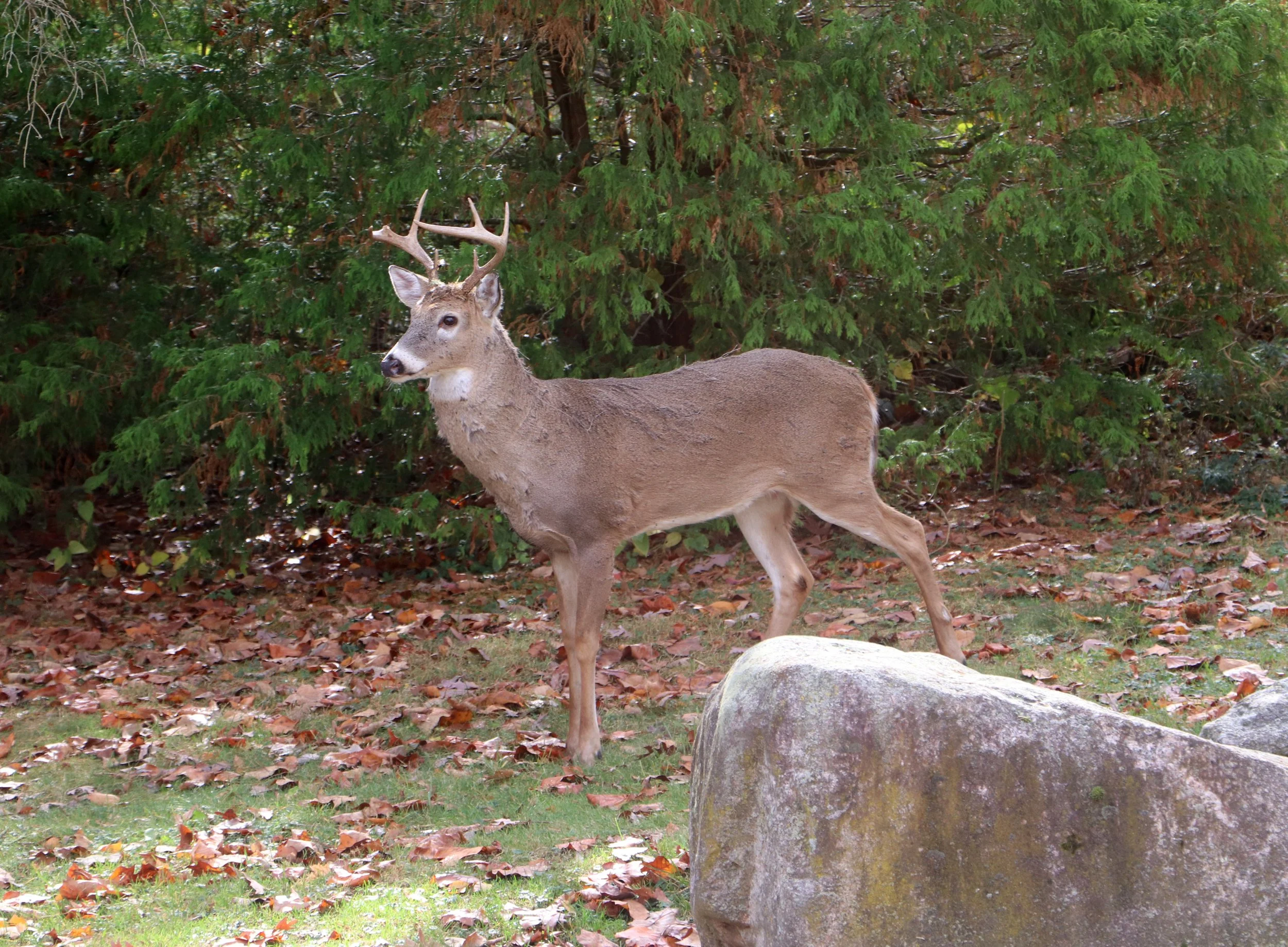 Michigan Deer