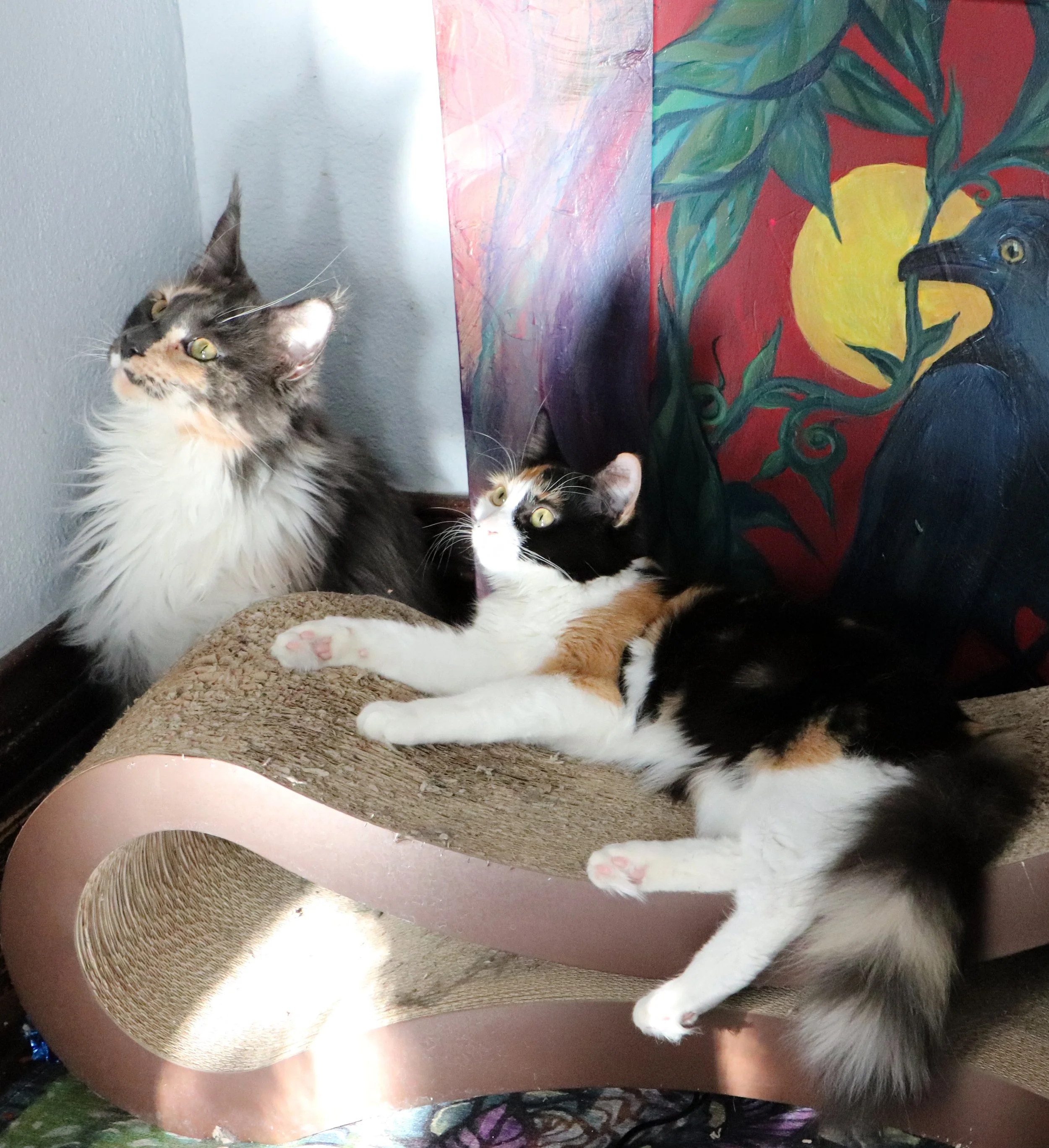 Calico Cats