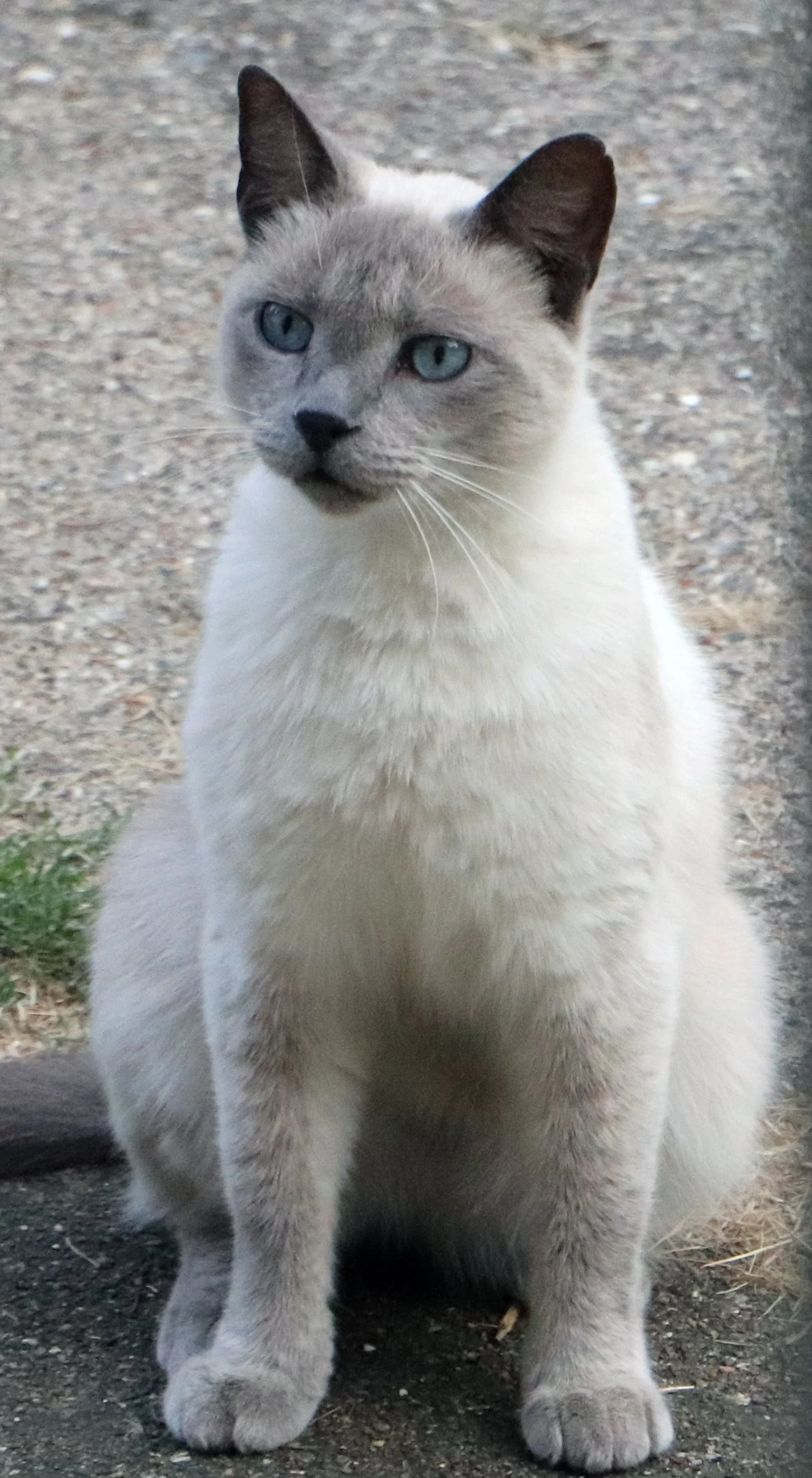 Siamese Cat with blue eyes Capturing the purr-fect shot of your cat requires patience and creativity. Focus on natural lighting and unique angles to highlight their personality. Cat photographers combine art and photography to create captivating phot