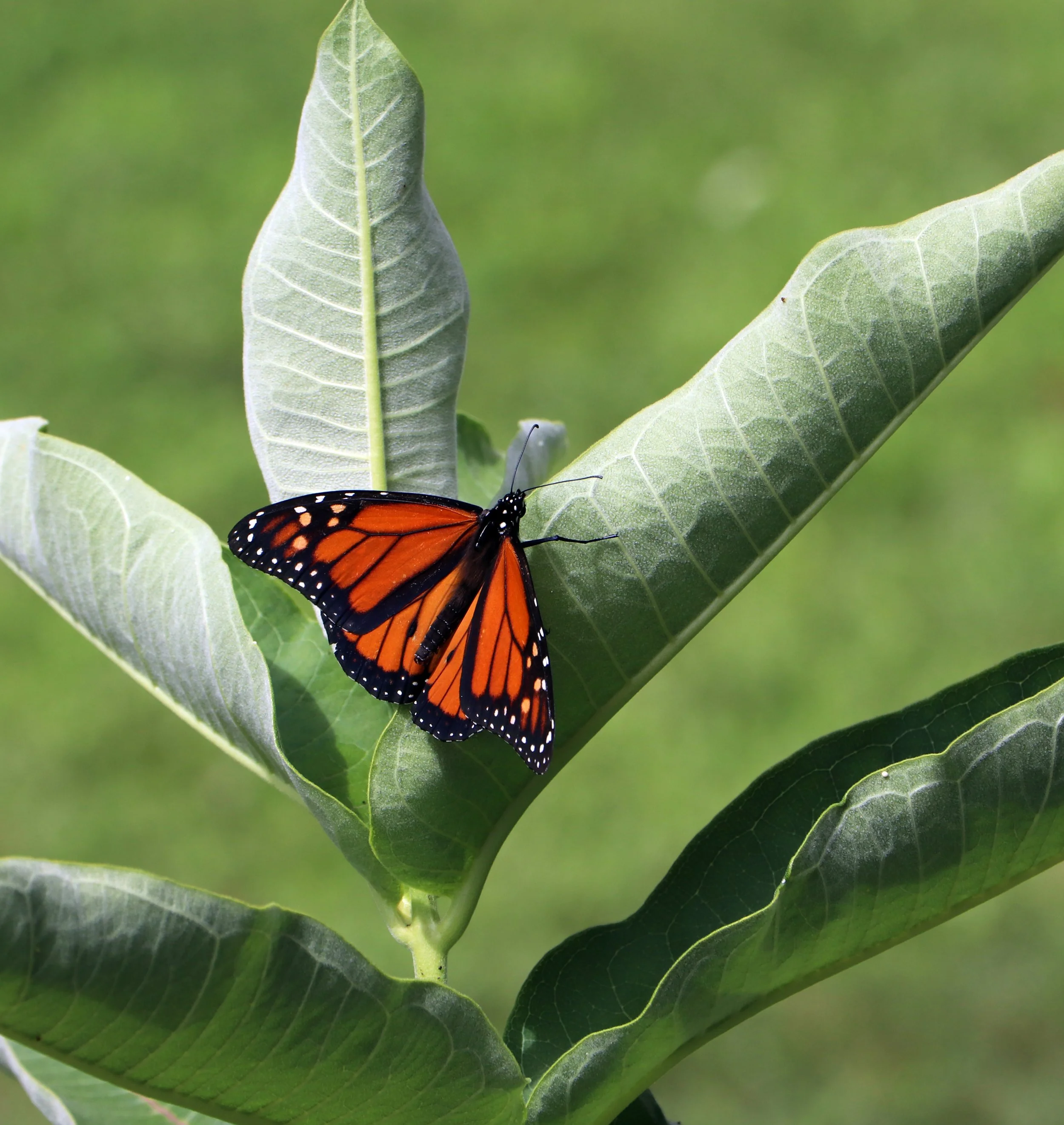 A Monarch butterfly resting on a green plant with broad leaves.