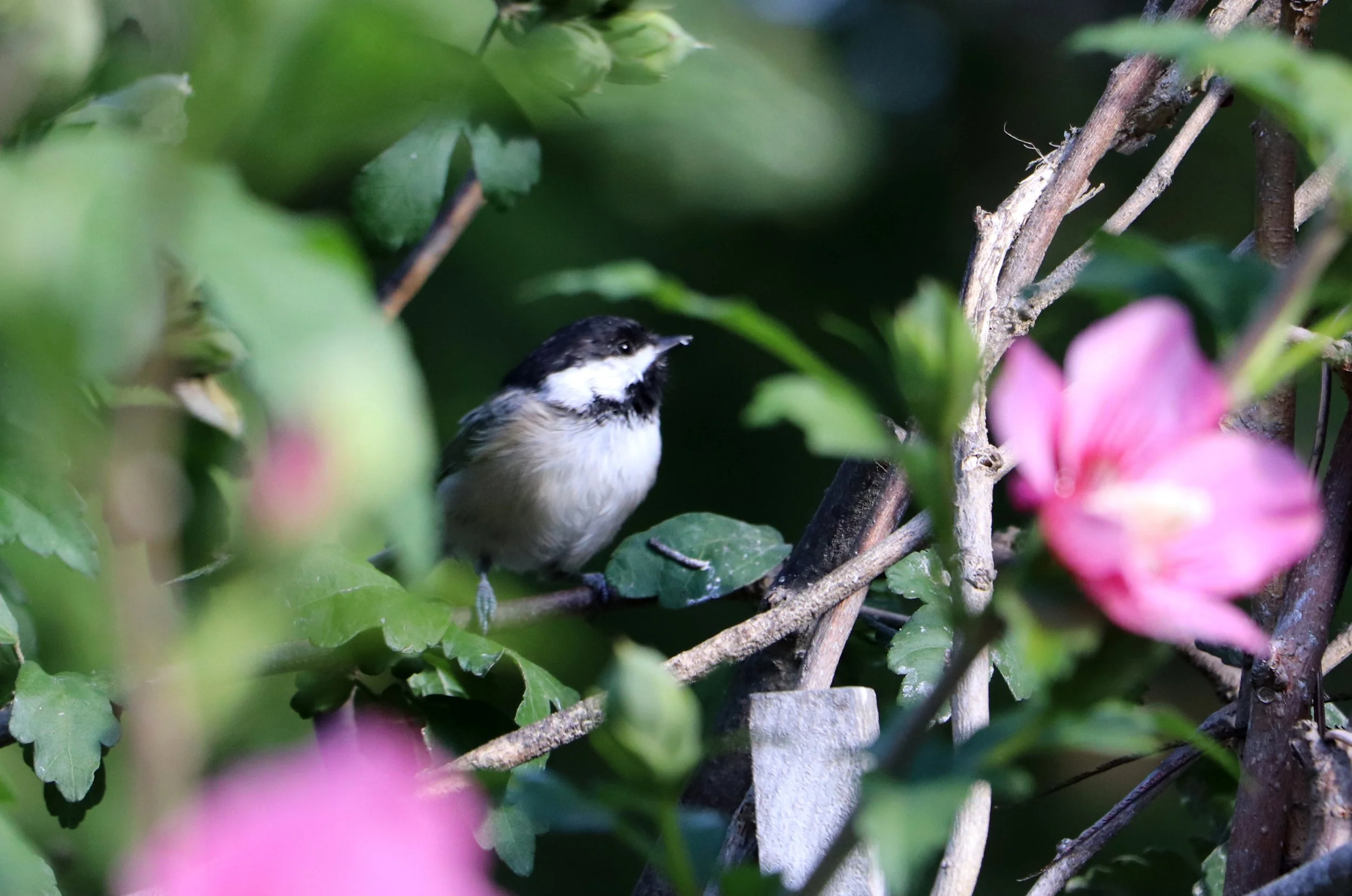 Black capped Chickadee
