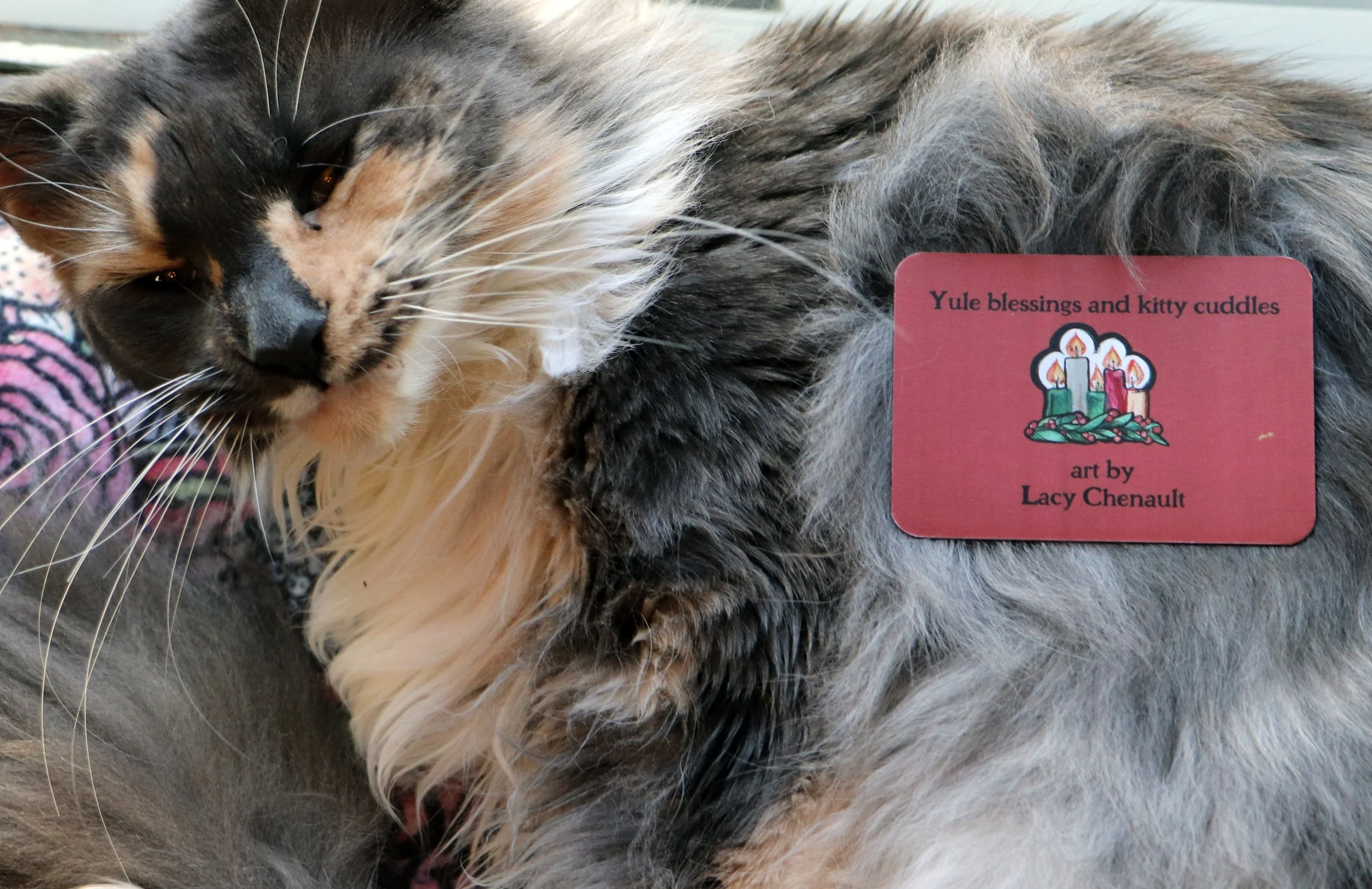 Christmas Cat