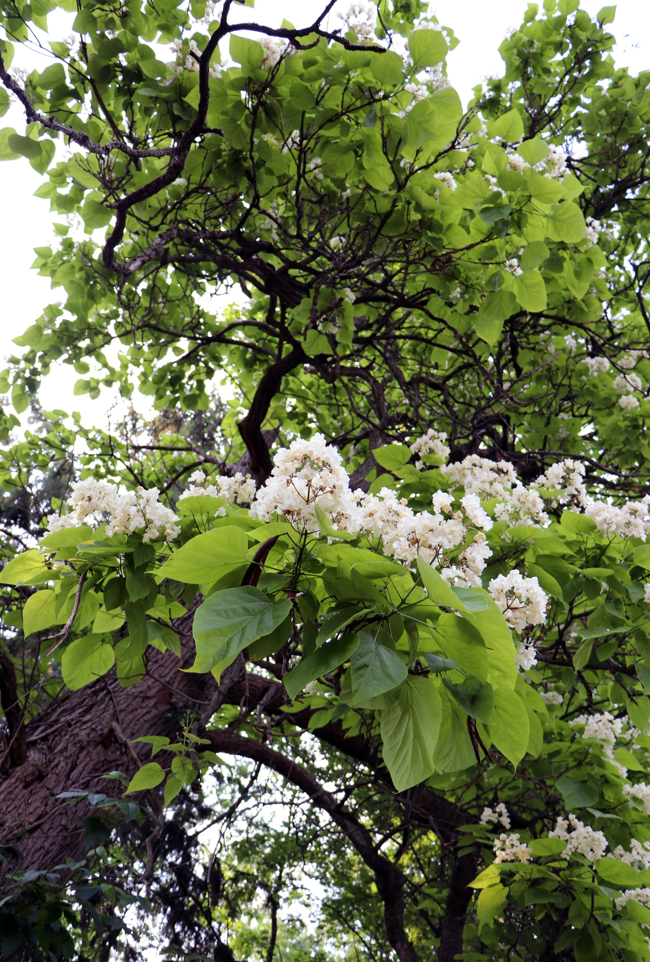 Catalpa Tree