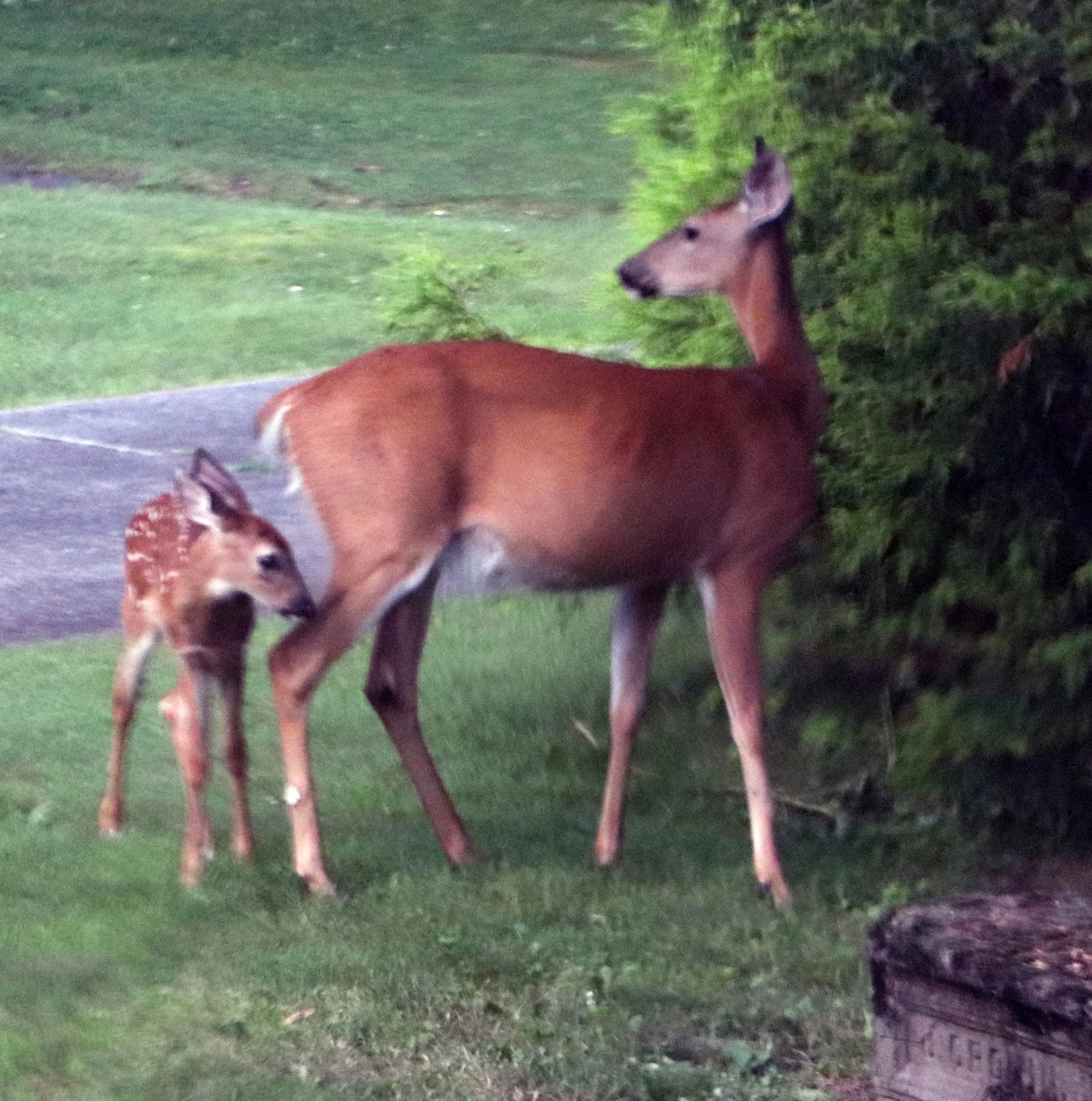 Doe and Fawn in Marshall Michigan