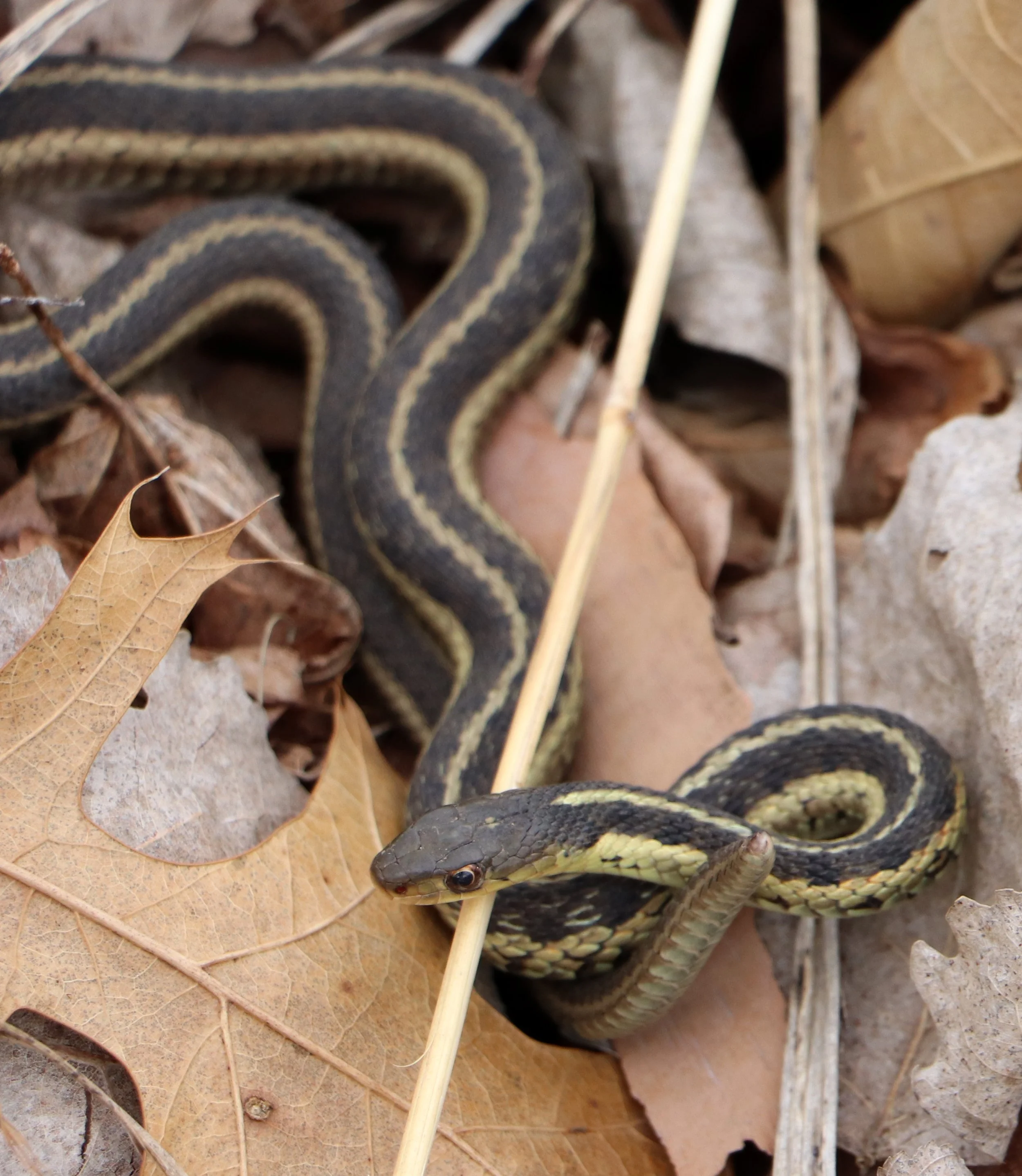 A snake with black, yellow, and brown markings on the ground among dry leaves and sticks.