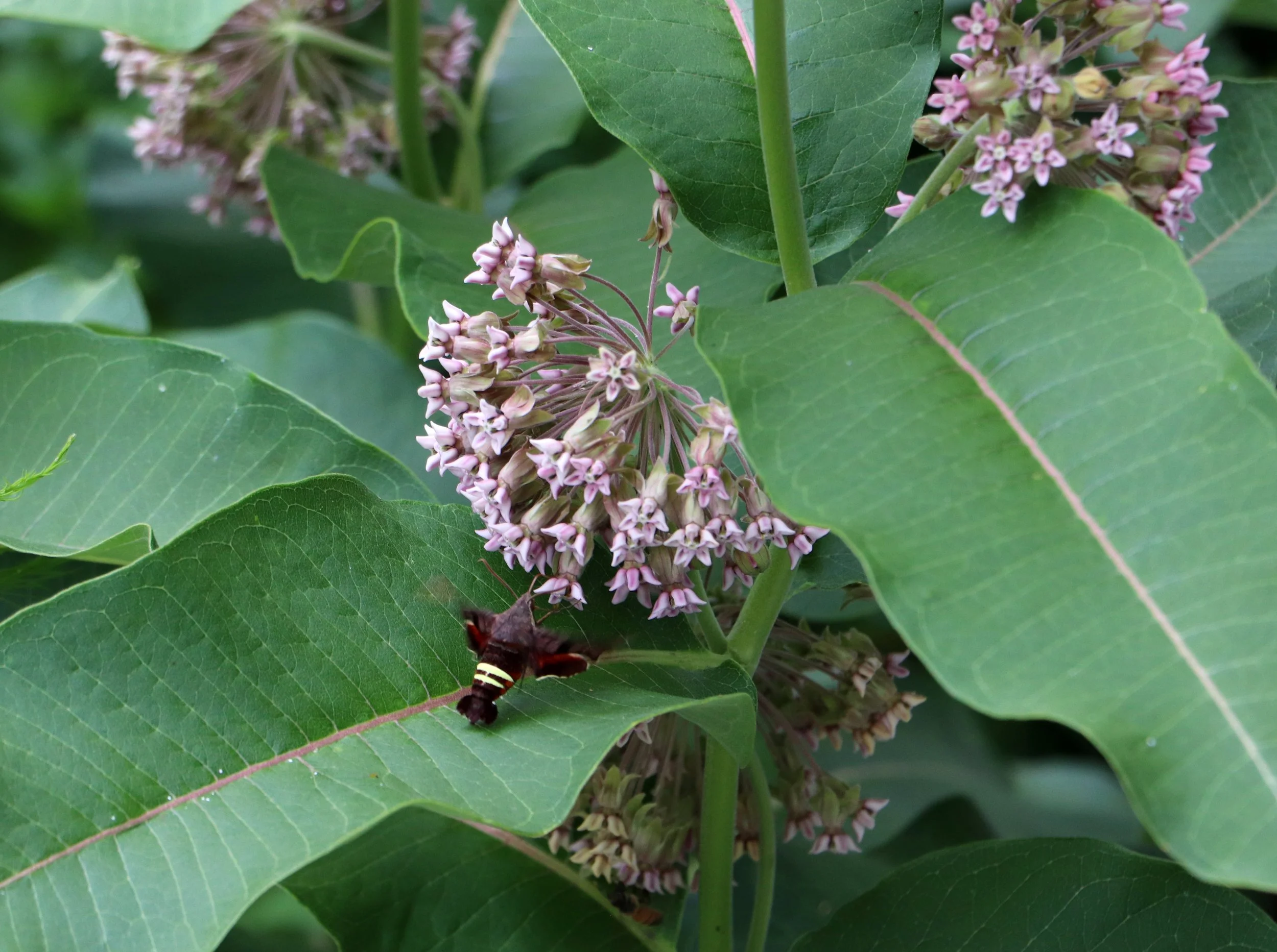 These are members of the sphinx moth family (Sphingidae), often referred to as "hummingbird moths" because of how they hover and zoom from flower to flower during the day and at dusk.