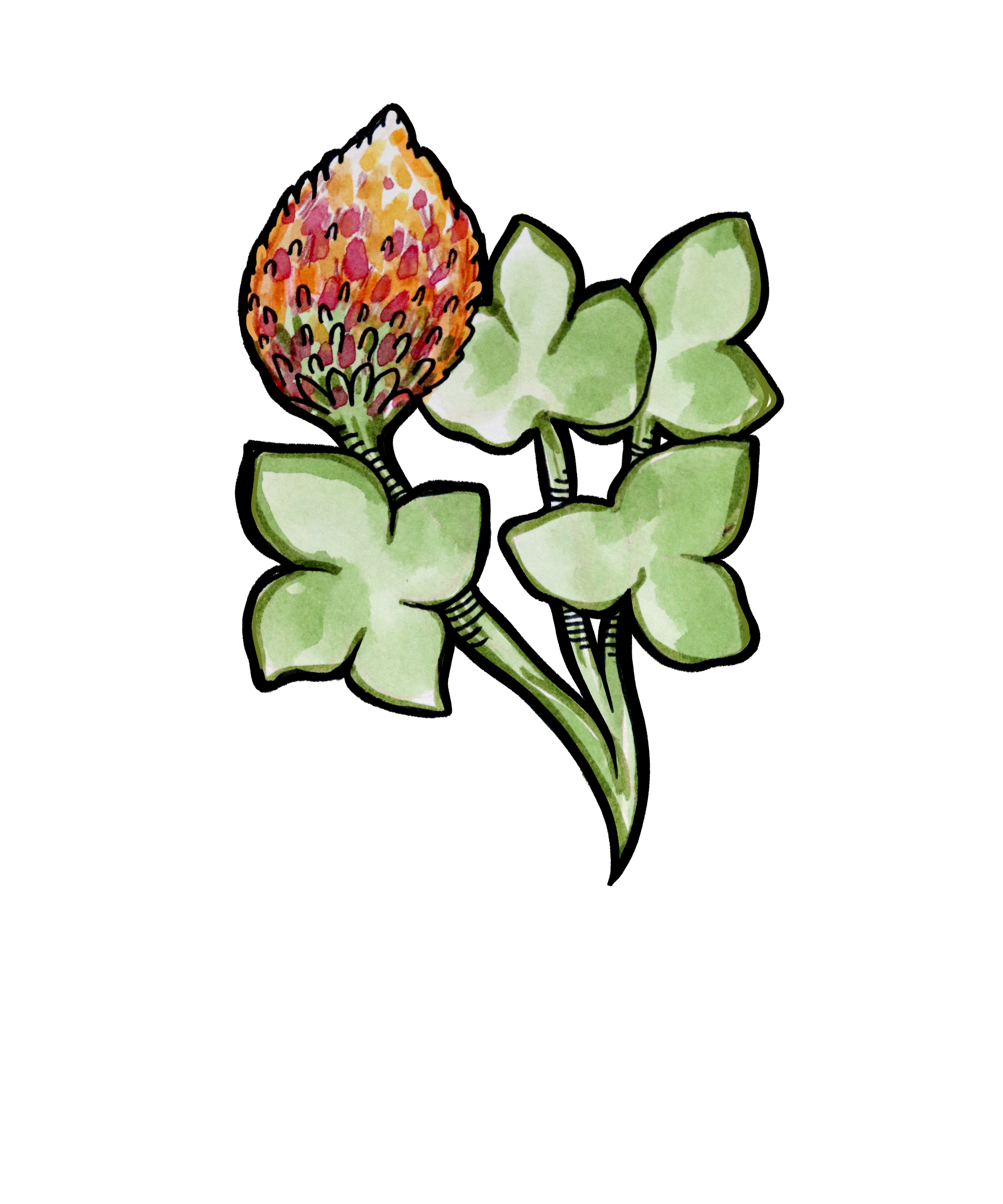 Watercolor illustration of a clover plant with a pinkish-red flower, set against a black background.