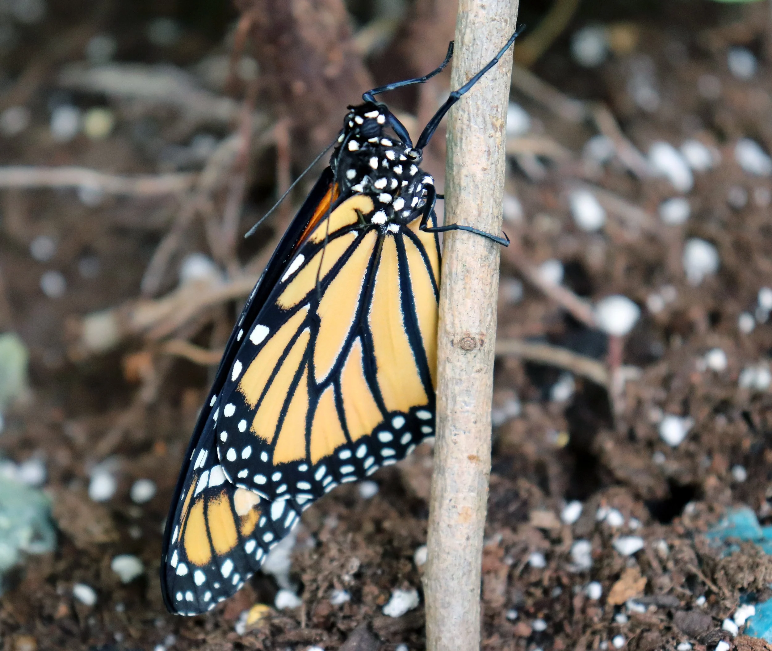 Like the footnotes in an infinite ecological novel, Michigan's butterflies, with their delicate charm, dot the pages of our forests, reminding us of the profound interconnectedness of all living things.