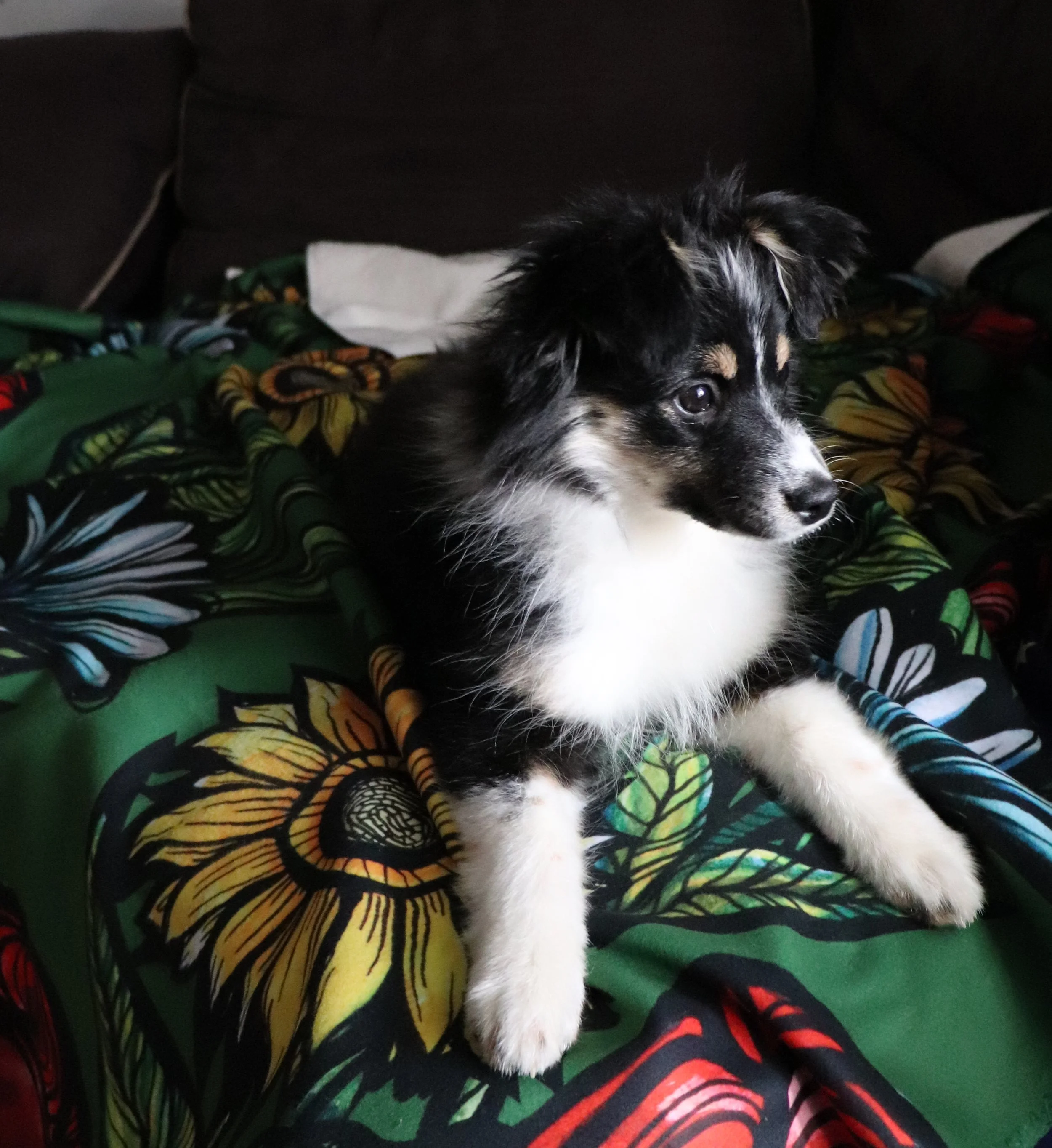 A black and white puppy with brown markings lying on a colorful floral blanket.