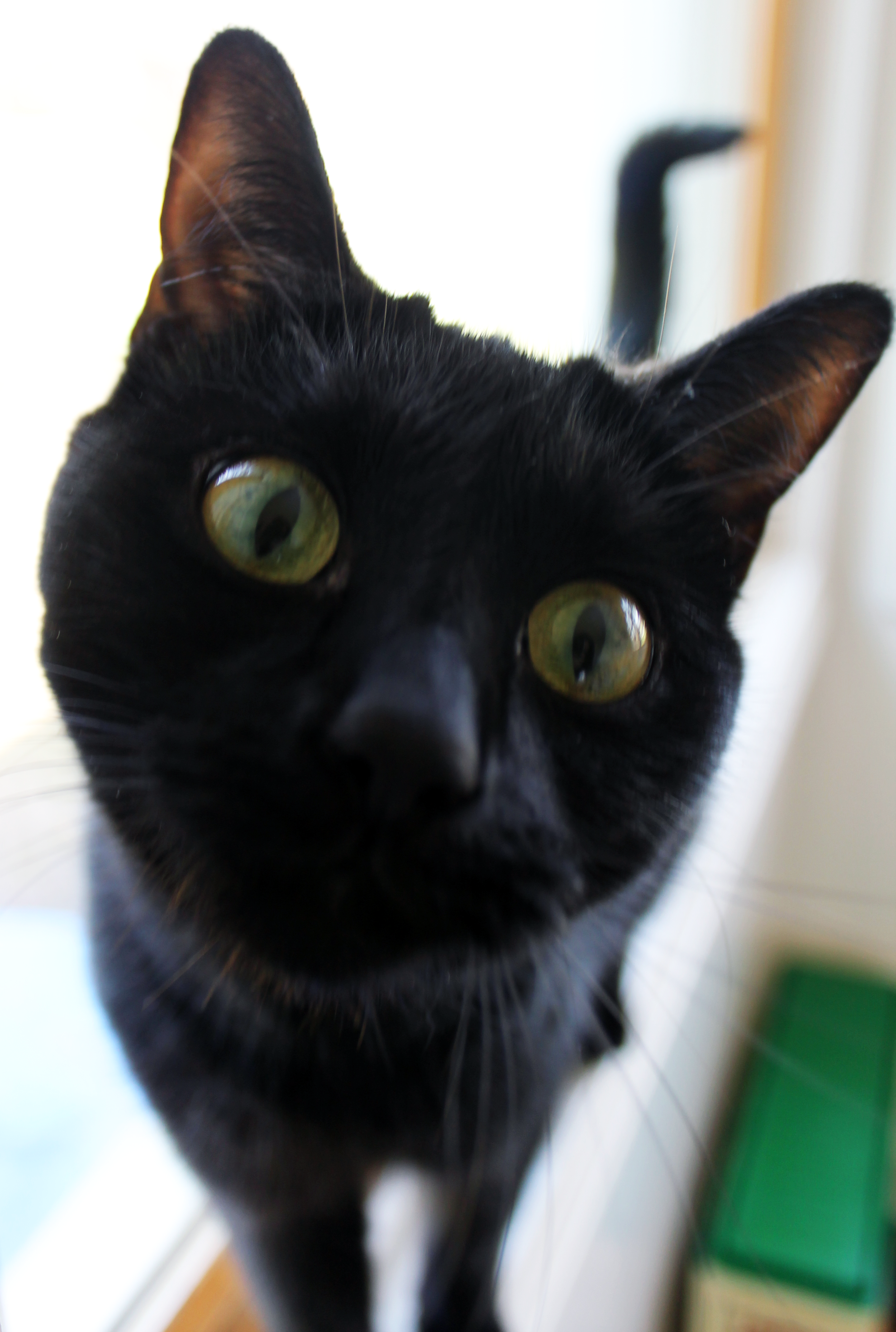 Close-up of a black cat with green eyes looking directly at the camera.
