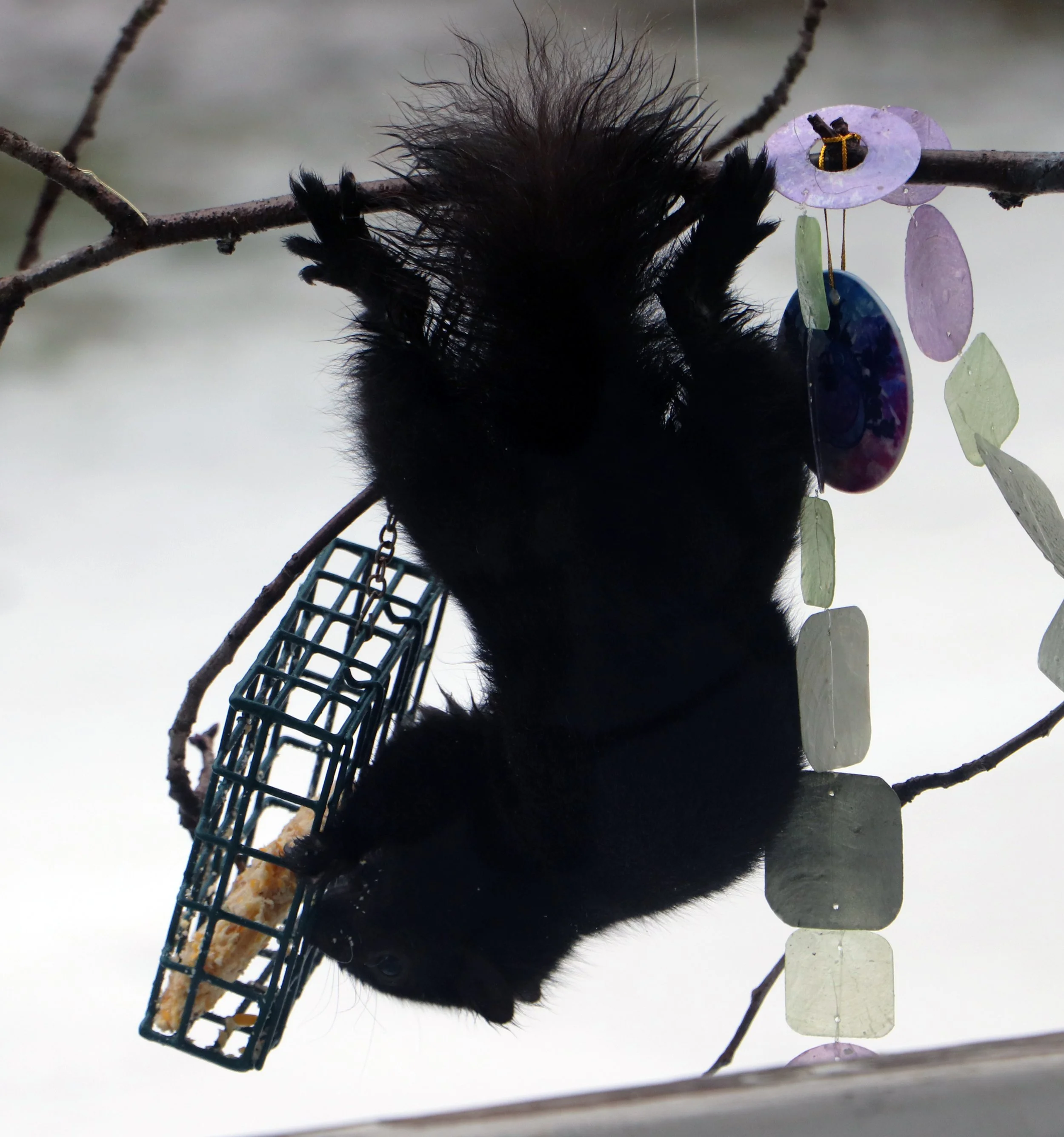 Black Squirrel