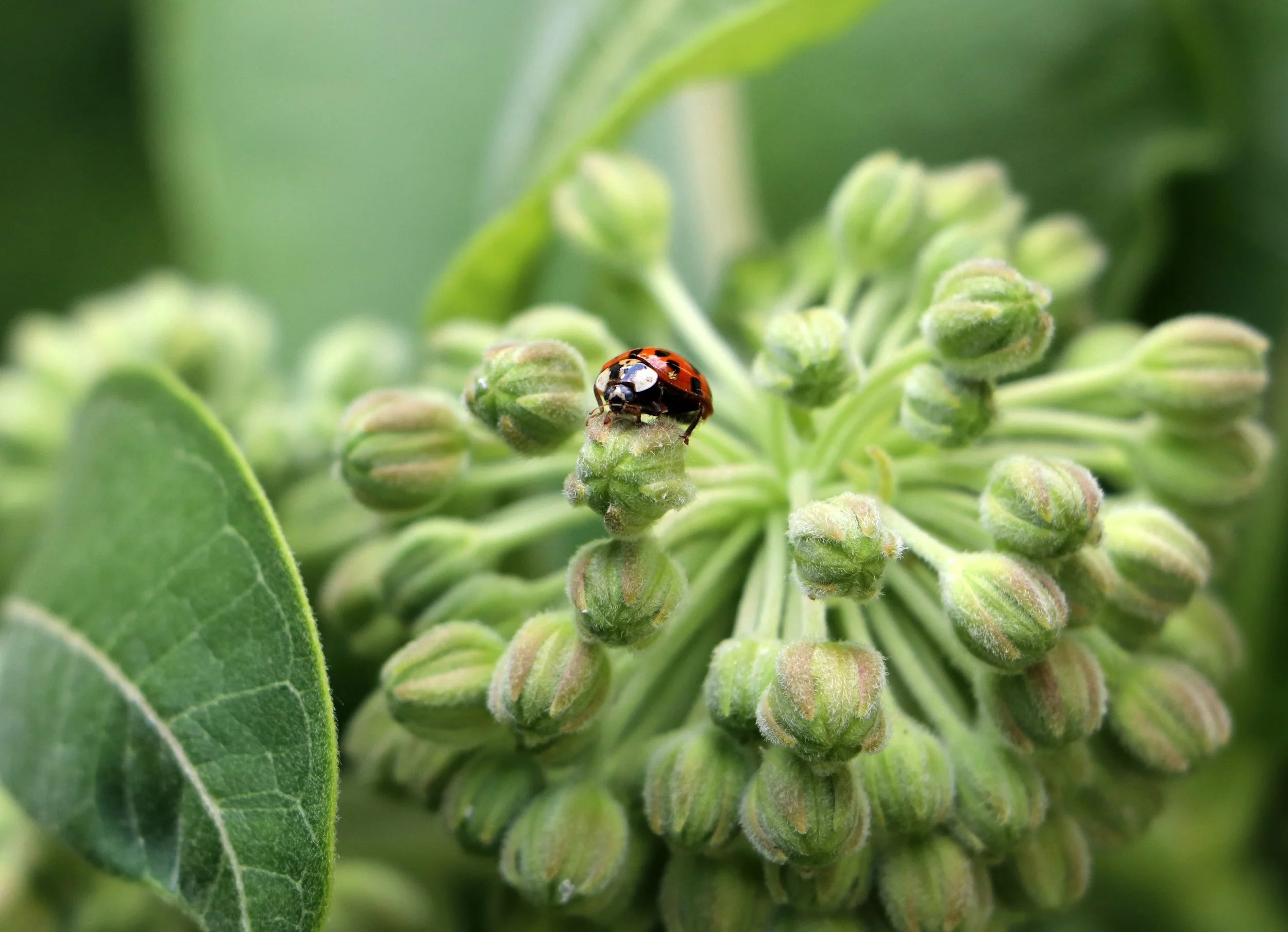 Milkweed